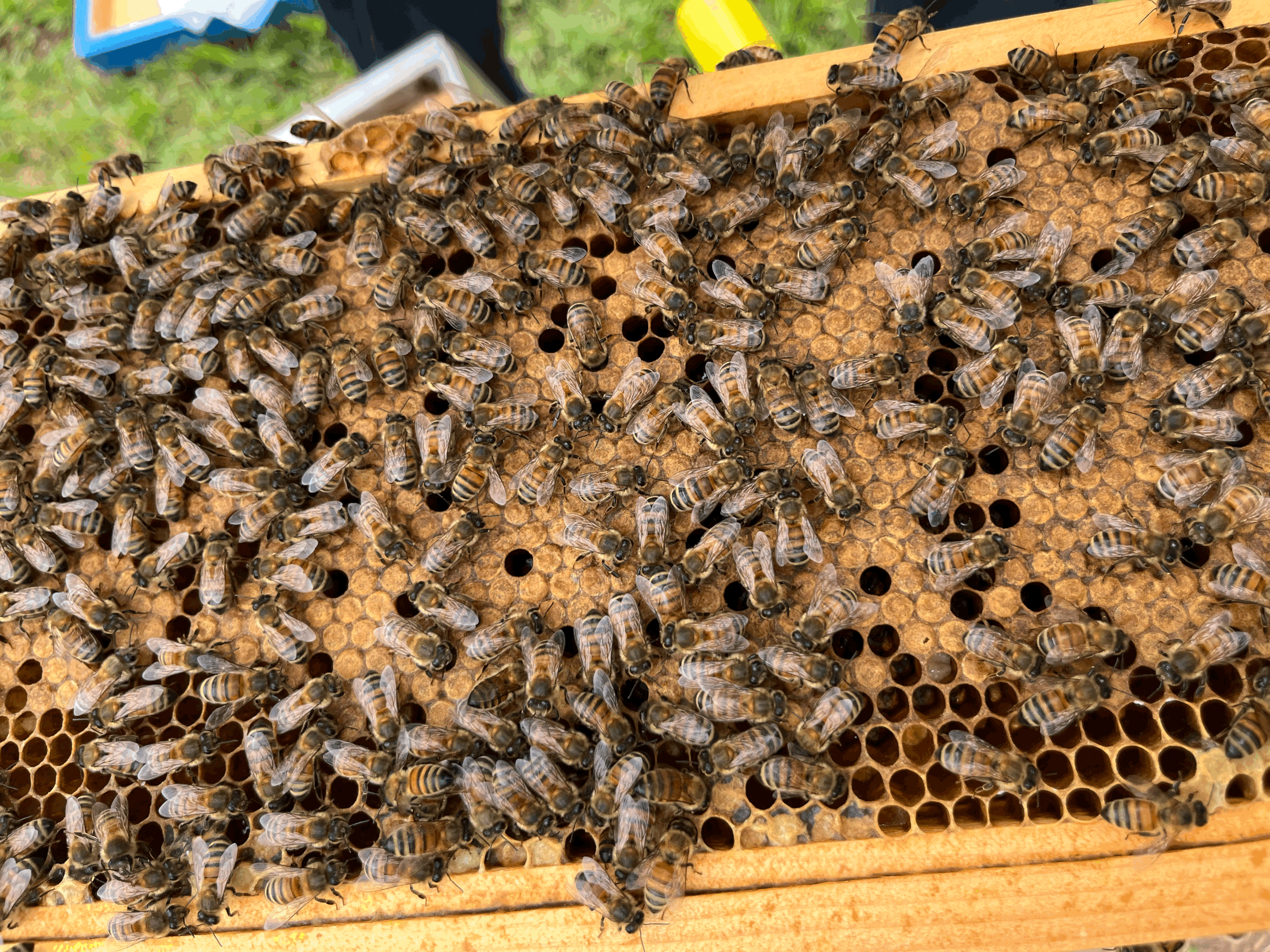 Flora Farm Local Wild Flower Raw Honey