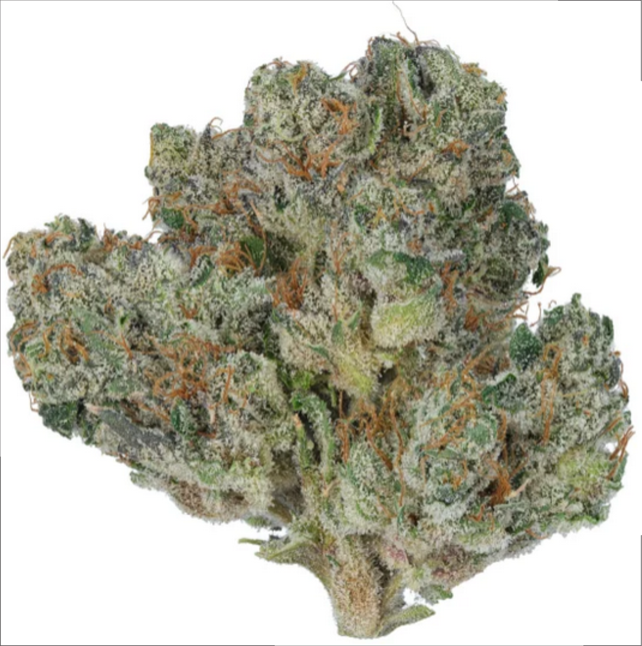 Black Rainbow Sherbet