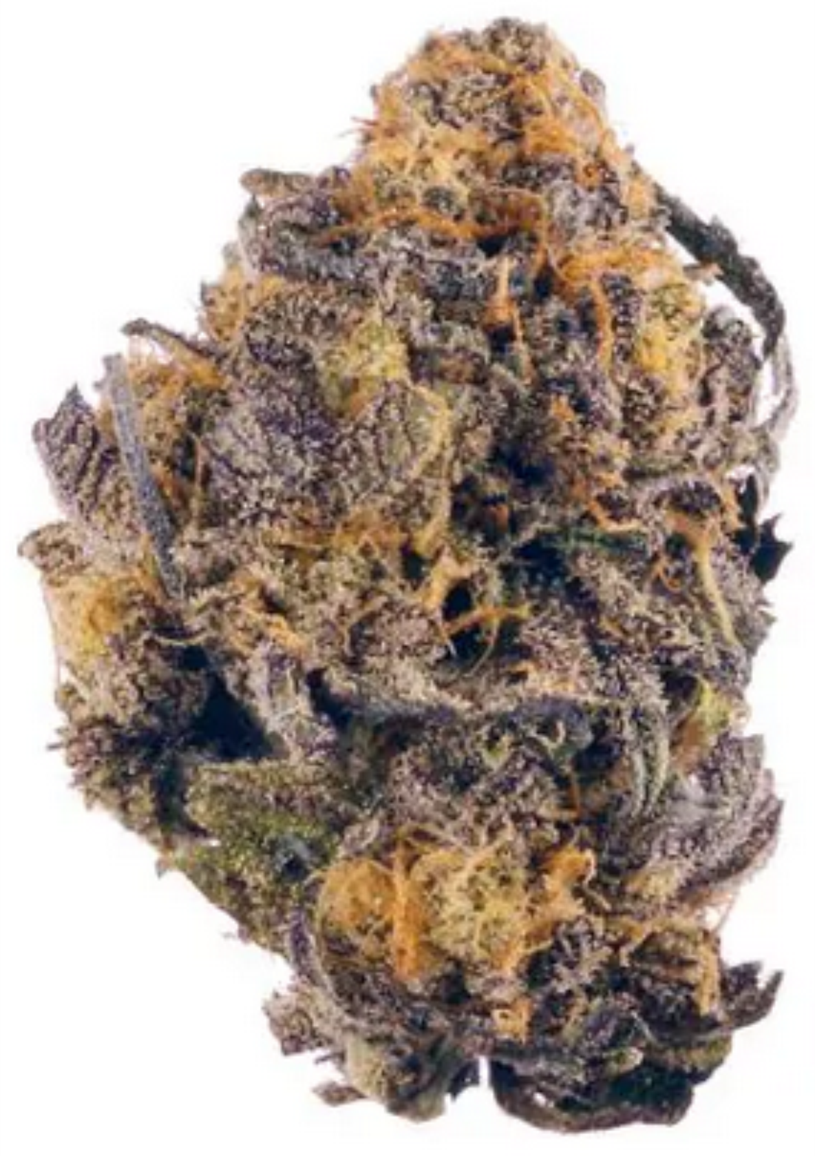 Carolina Diesel