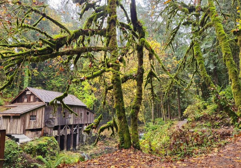 A moss-covered tree in a forest with Cedar Creek Grist Mill building in the background.