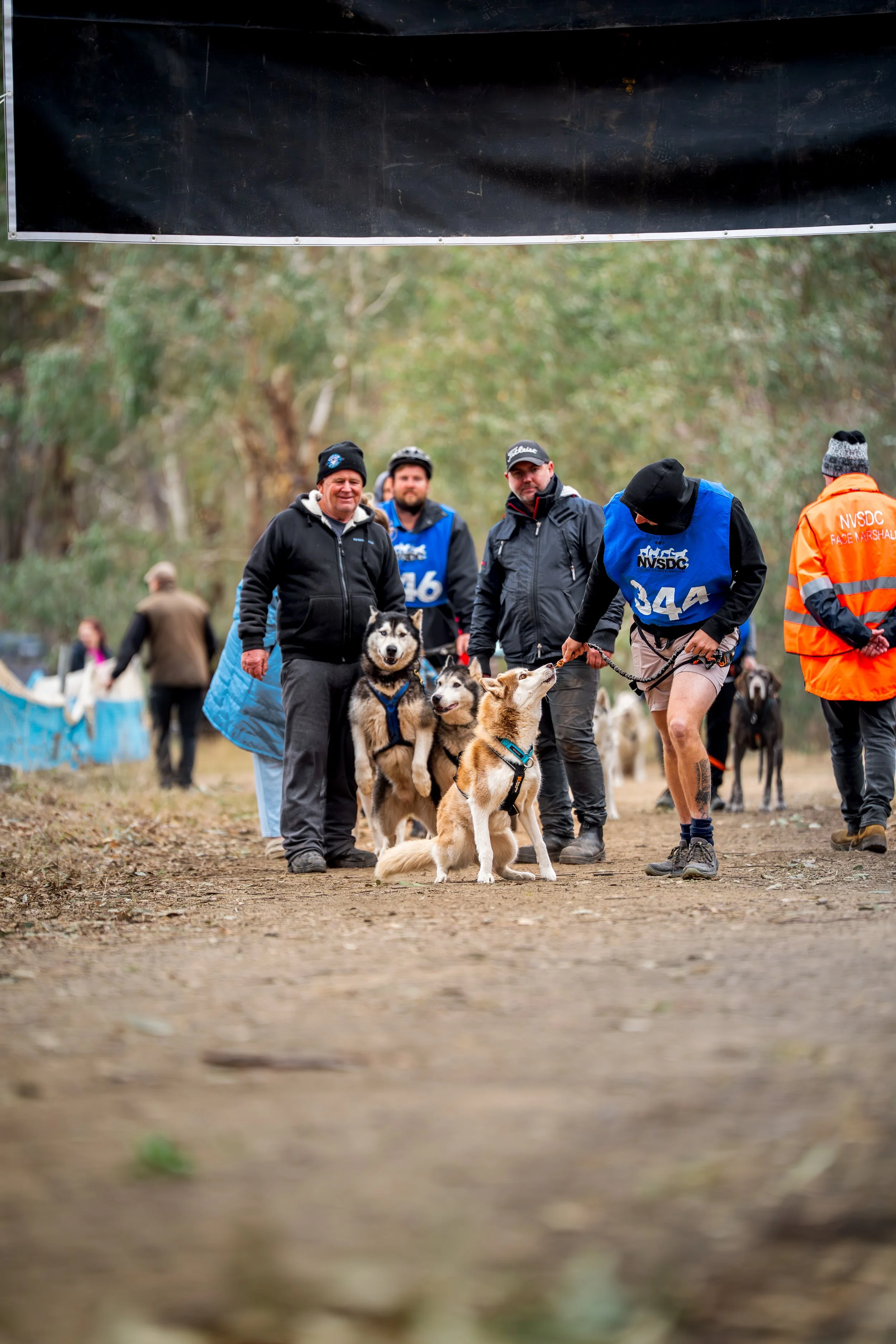 People with dogs at a dog sled race event in a wooded outdoor setting, some wearing numbered vests and others in jackets.