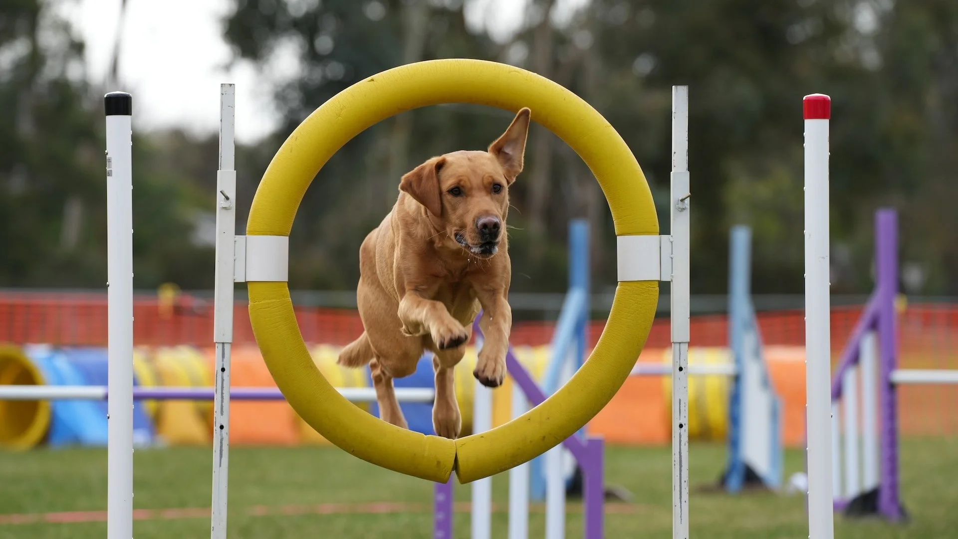 A dog jumping through a yellow hoop during an agility competition outdoor on a grassy field.