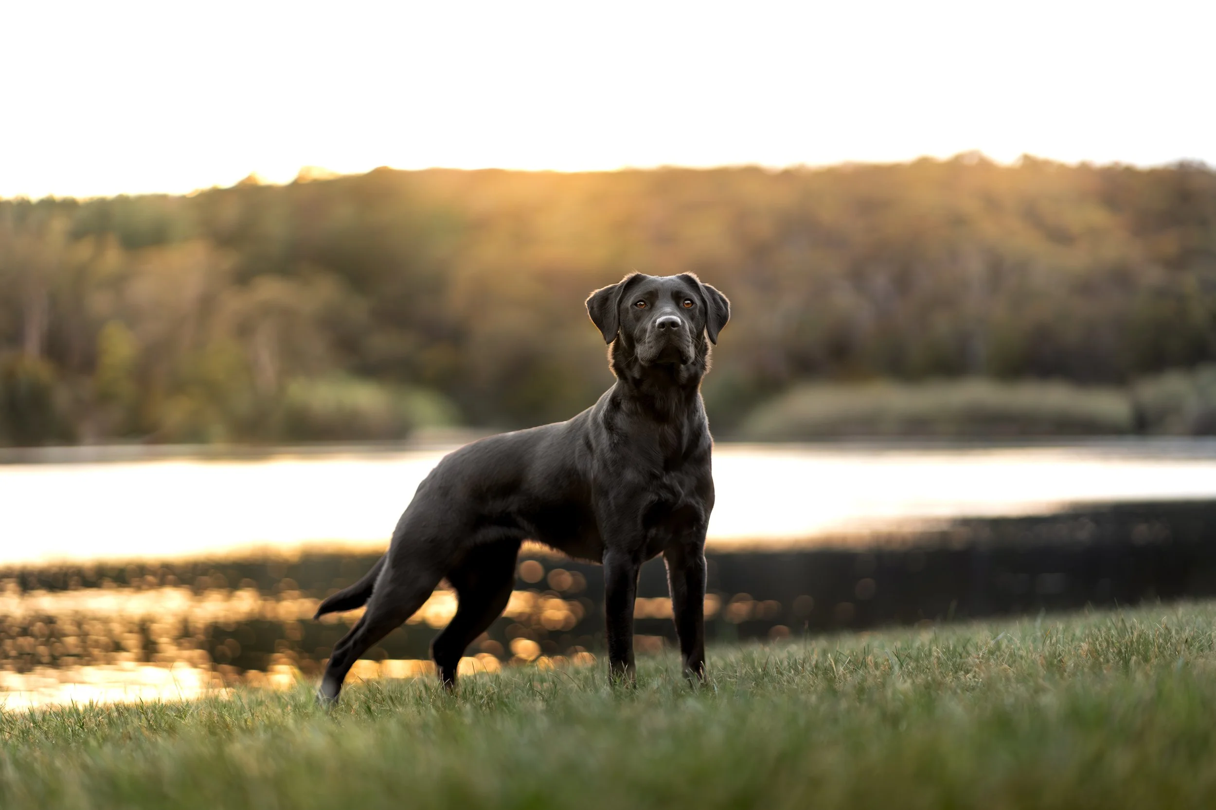 A black dog standing in grass near a body of water with a background of trees and a sunset sky.