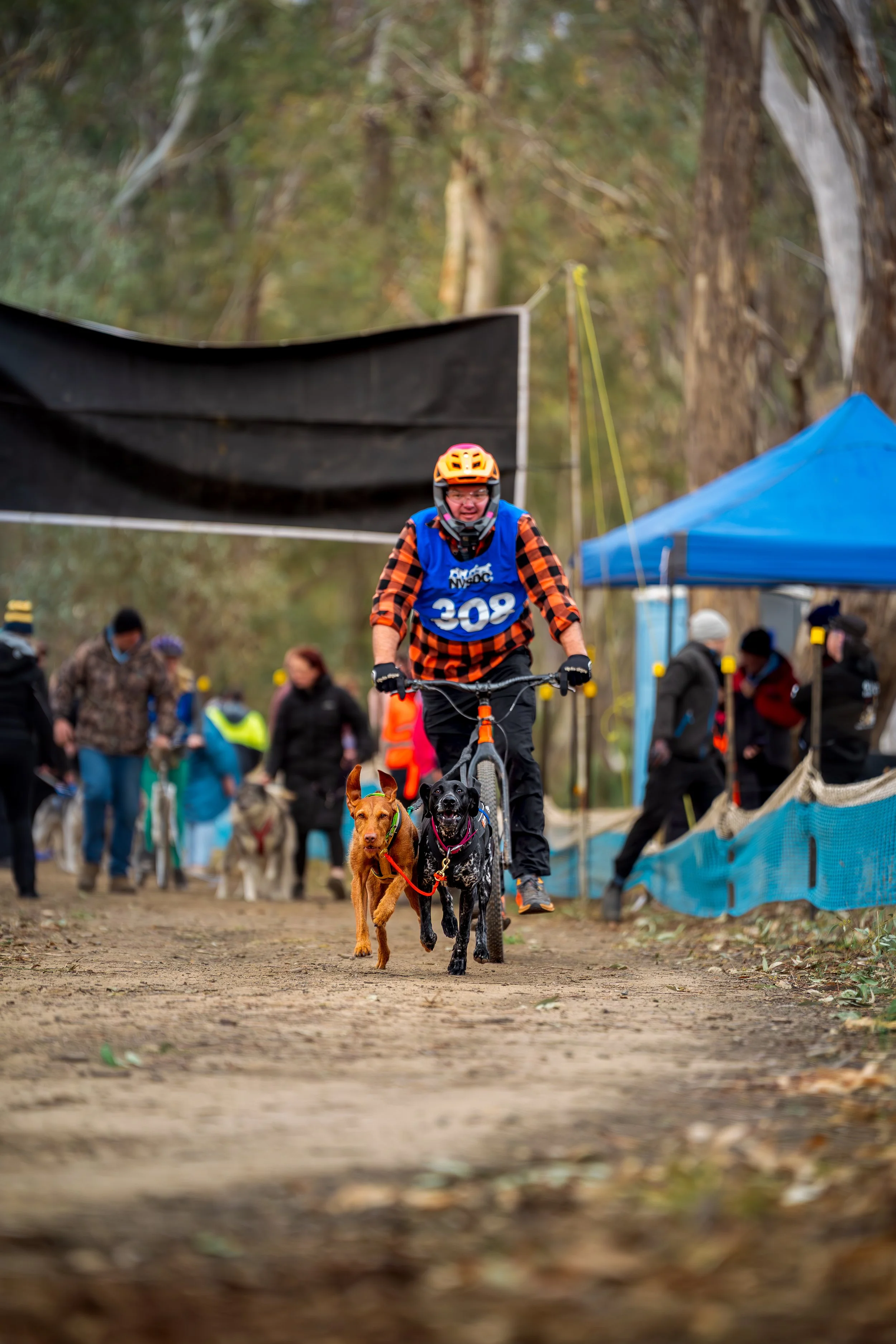 Person riding a bicycle with two dogs attached to it, participating in a race, with other people and dogs in the background at an outdoor event in a forest area.