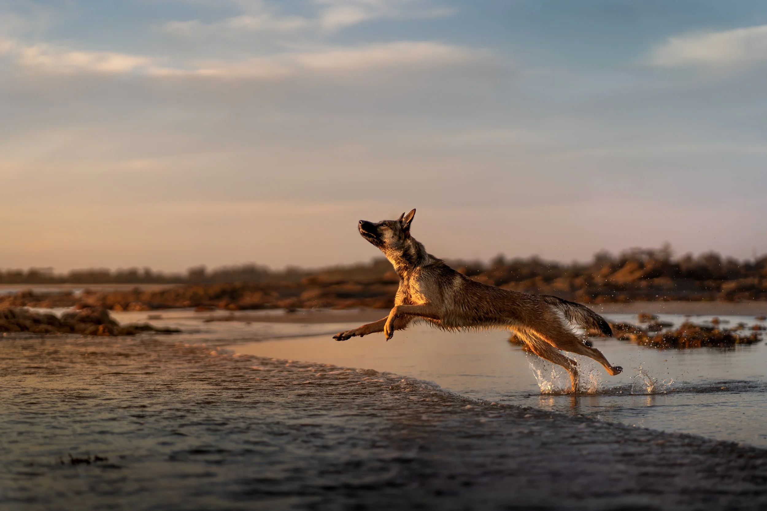 Thinking of hiring a pet photographer this spring? Here are some upcoming events happening near you.