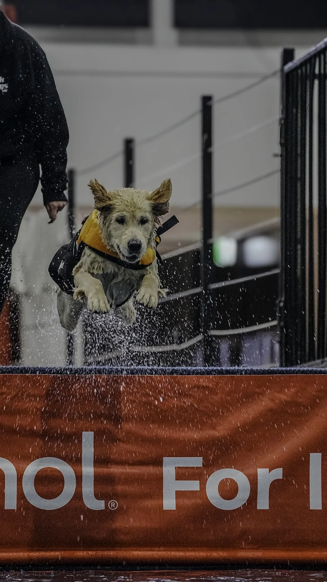 Dog jumping into a water tank during a rescue or training exercise, with a person nearby and water splashing.