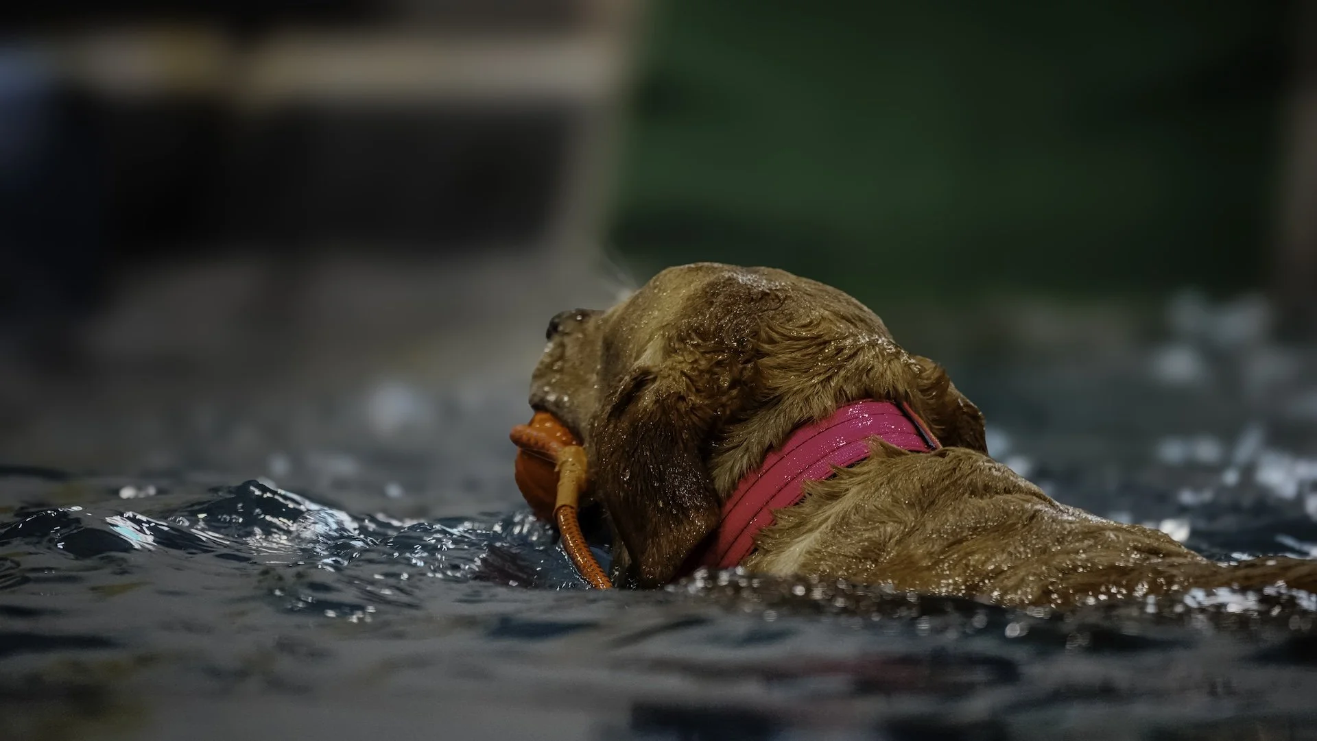A brown dog swimming in water with a pink collar and orange safety device near its head.