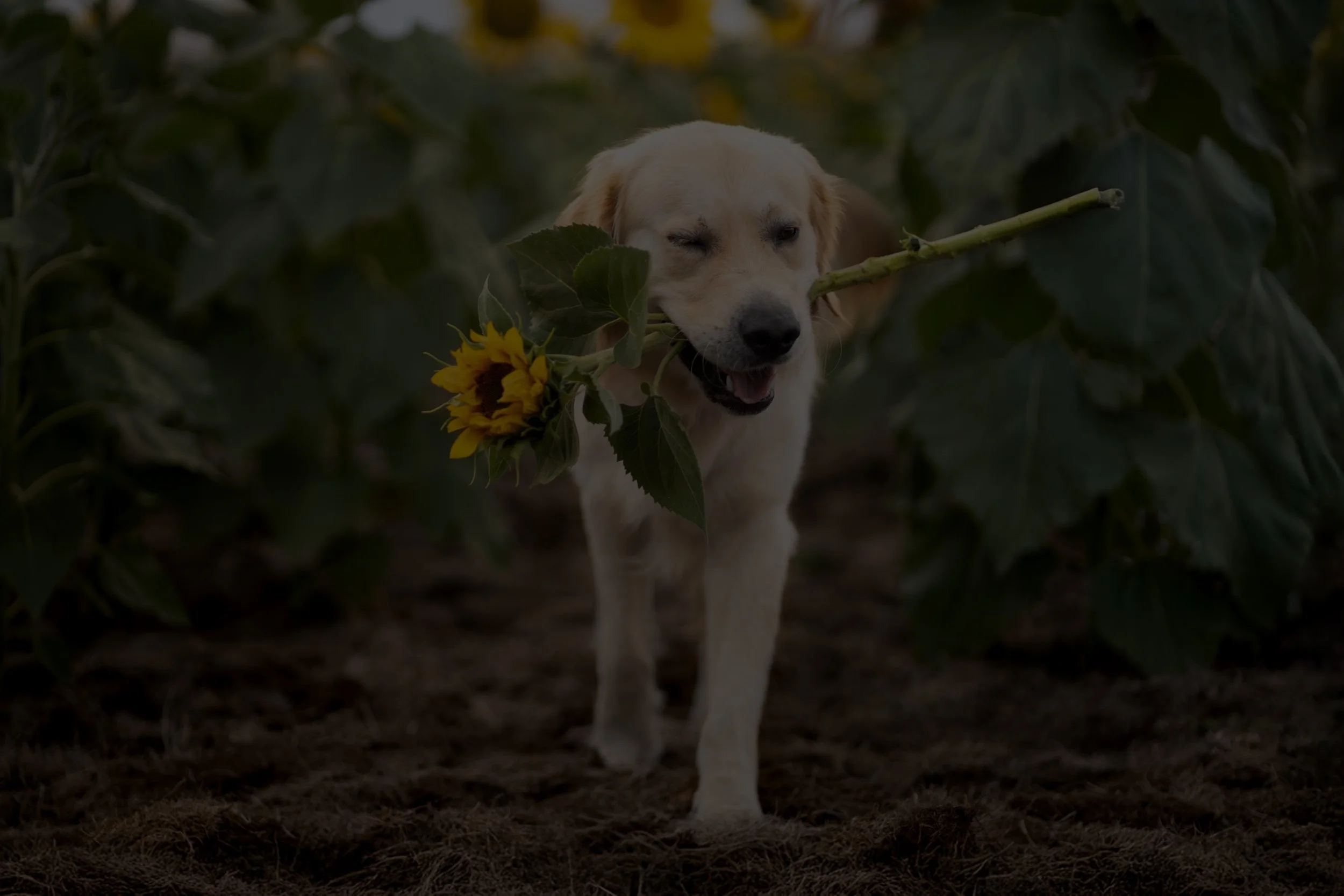 A yellow Labrador retriever dog walking through a sunflower field, holding a sunflower in its mouth.