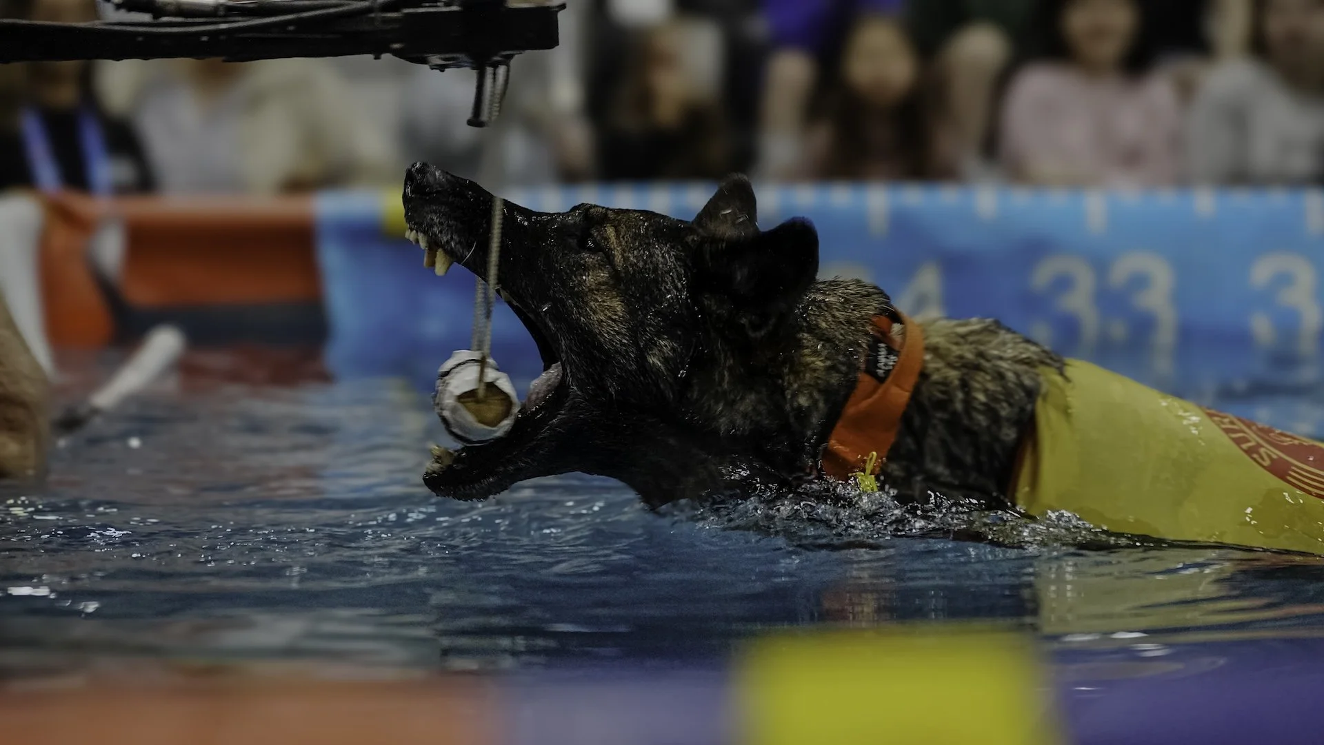 German Shepherd dog wearing a yellow life vest and orange collar, biting a ball attached to a string, participating in a dock diving event with a crowd watching in the background.