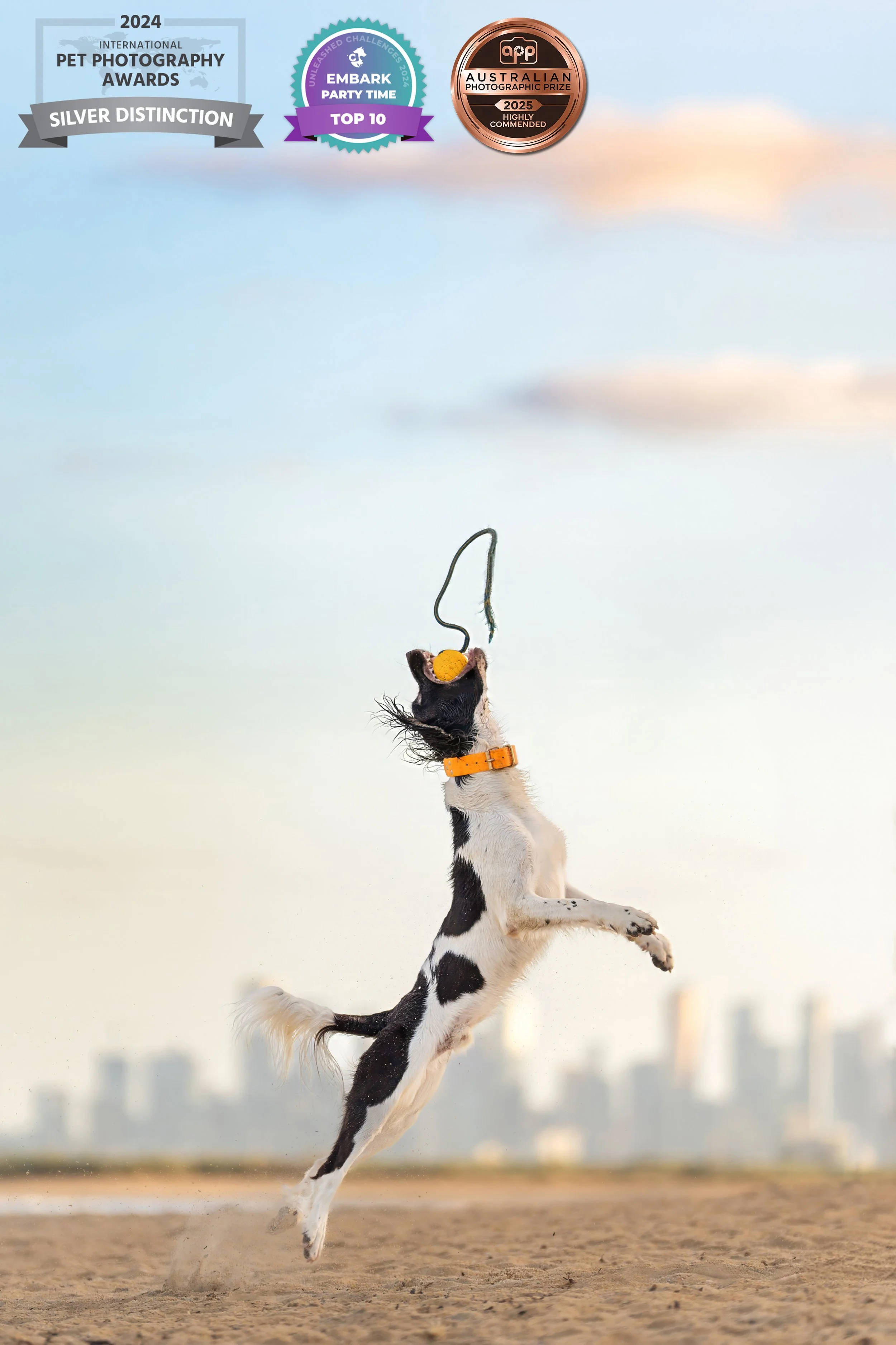 A black and white dog jumping into the air on a sandy beach, catching a yellow ball with a wire handle in its mouth, with a city skyline in the distance and a clear sky above.