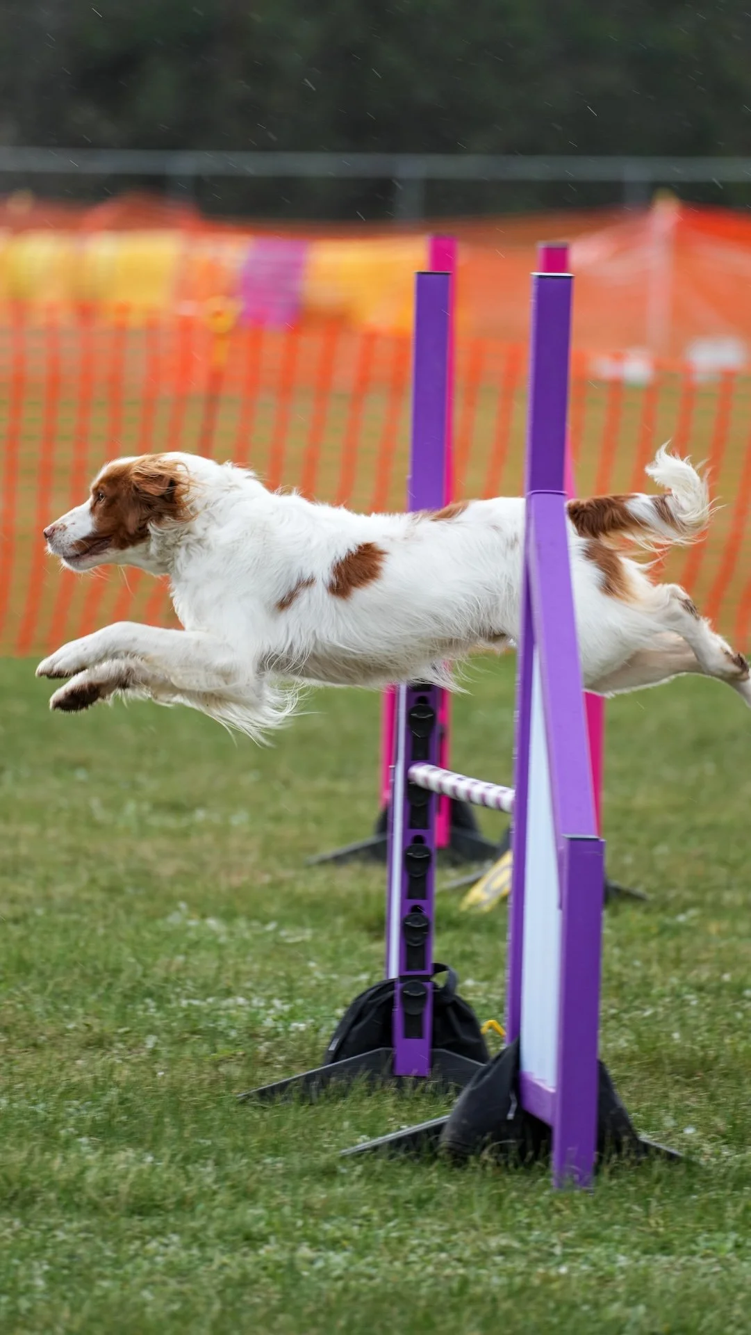 Dog with brown and white fur jumping over purple agility hurdles on a grassy field.