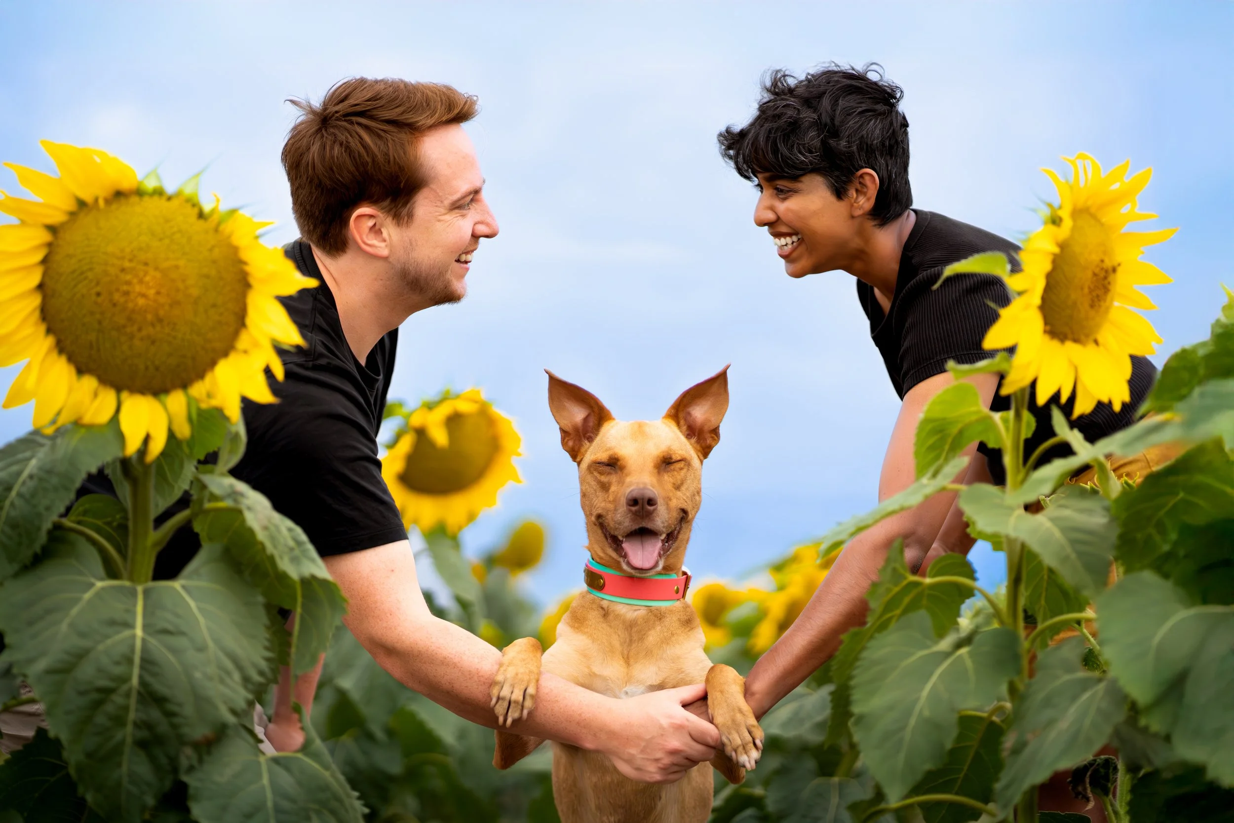 Two smiling people, a man and a woman, holding a happy dog between them in a sunflower field with a blue sky background.