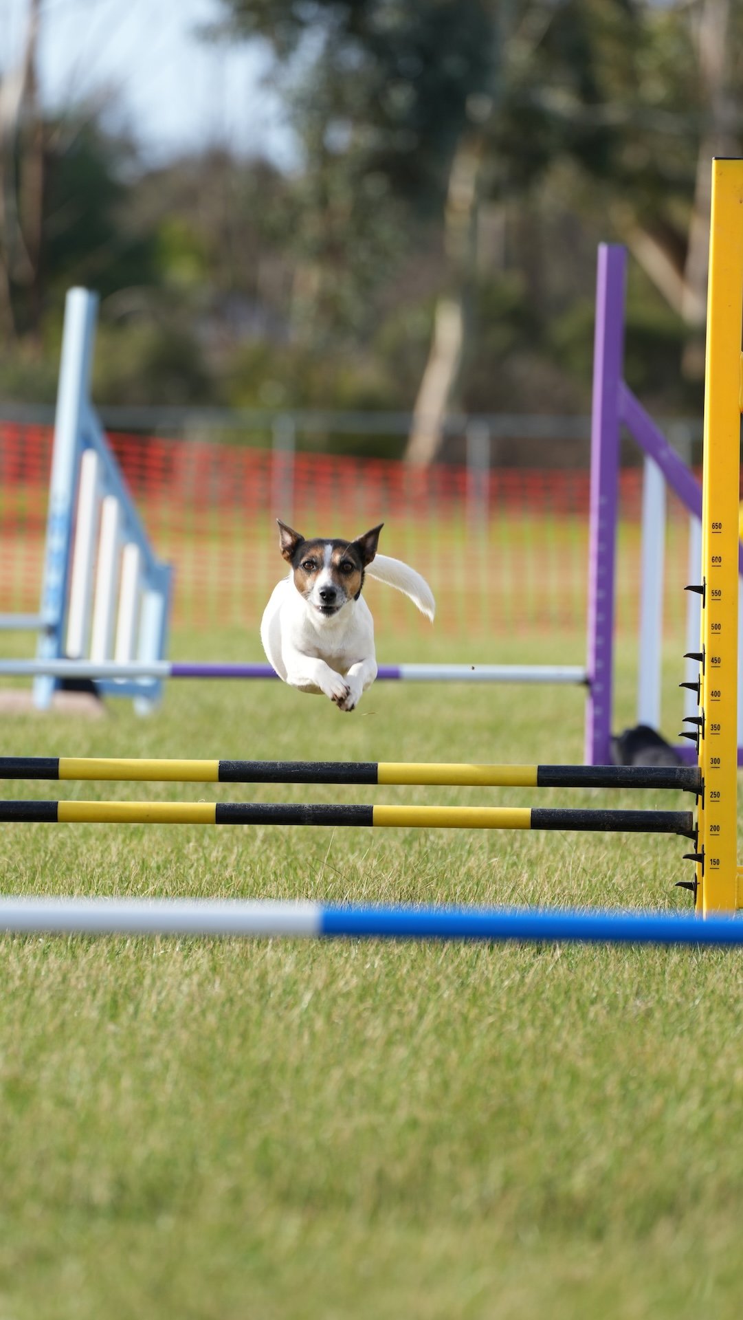 A small dog with brown and white fur leaping over an agility hurdle outdoors on a grassy field with colored barriers and trees in the background.