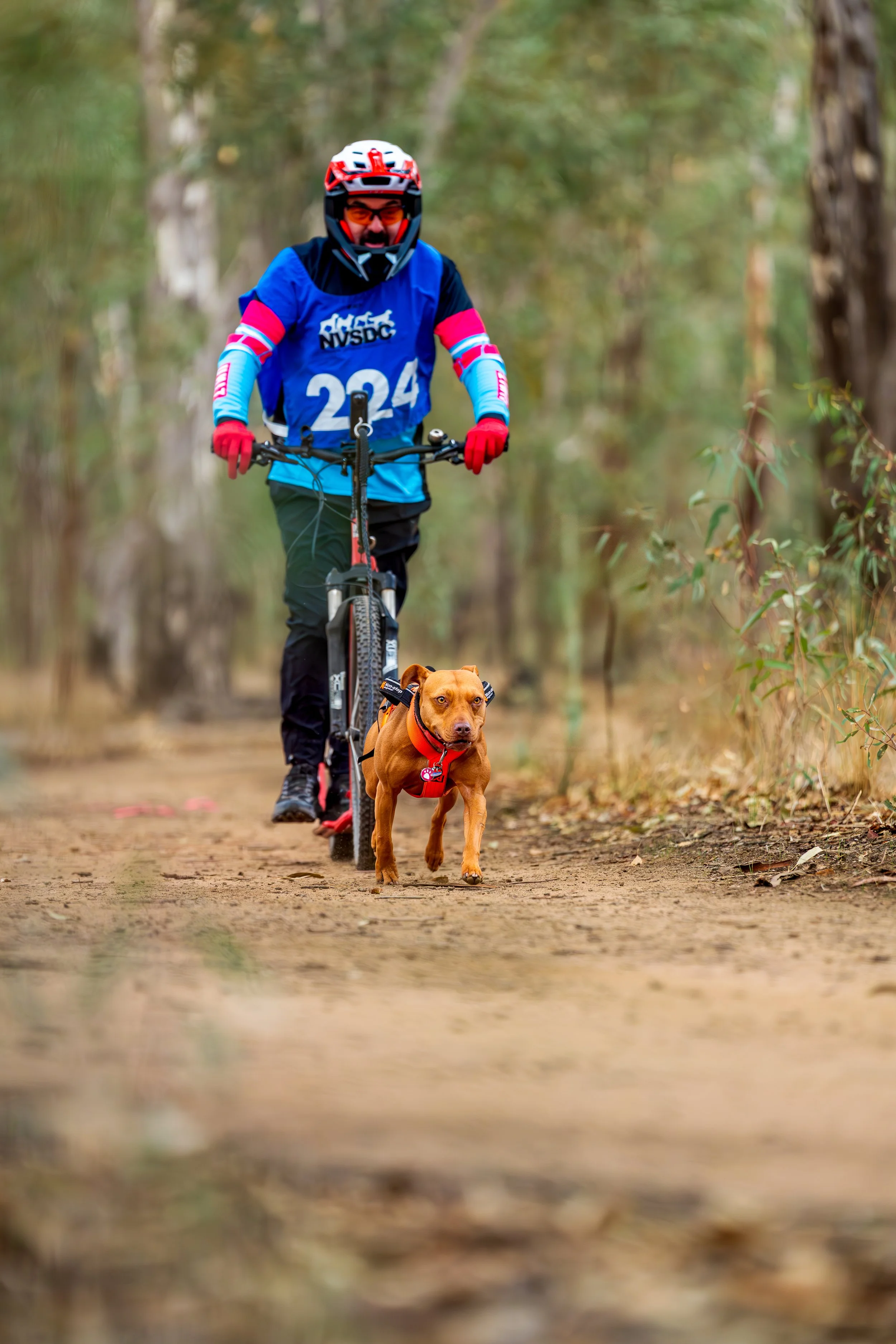 A man wearing a blue and black mountain biking outfit, helmet, and red gloves is riding a bicycle with a dog running alongside him through a forest trail.