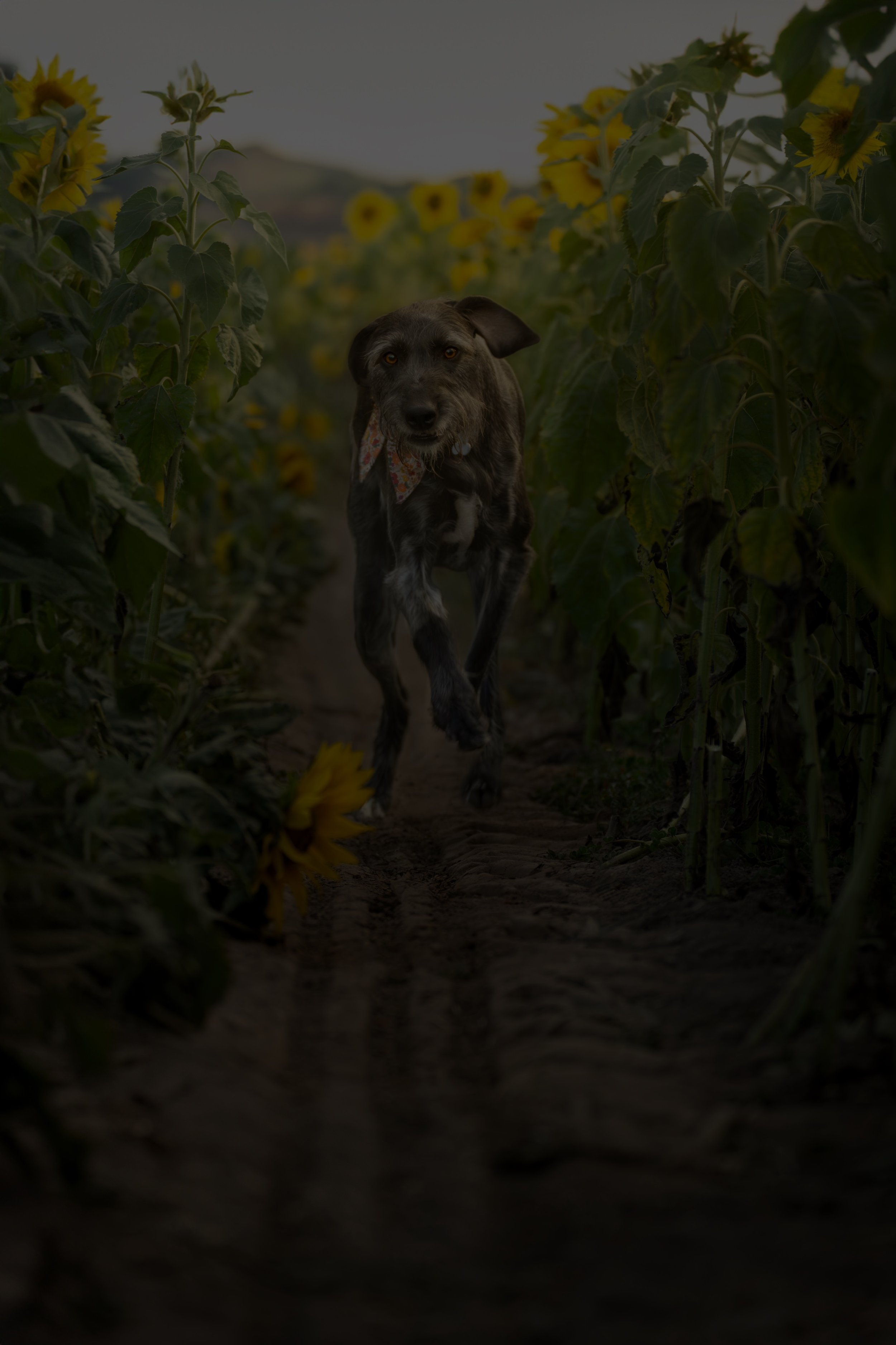 A dog running through a sunflower field with tall sunflowers on both sides, holding a flower in its mouth.