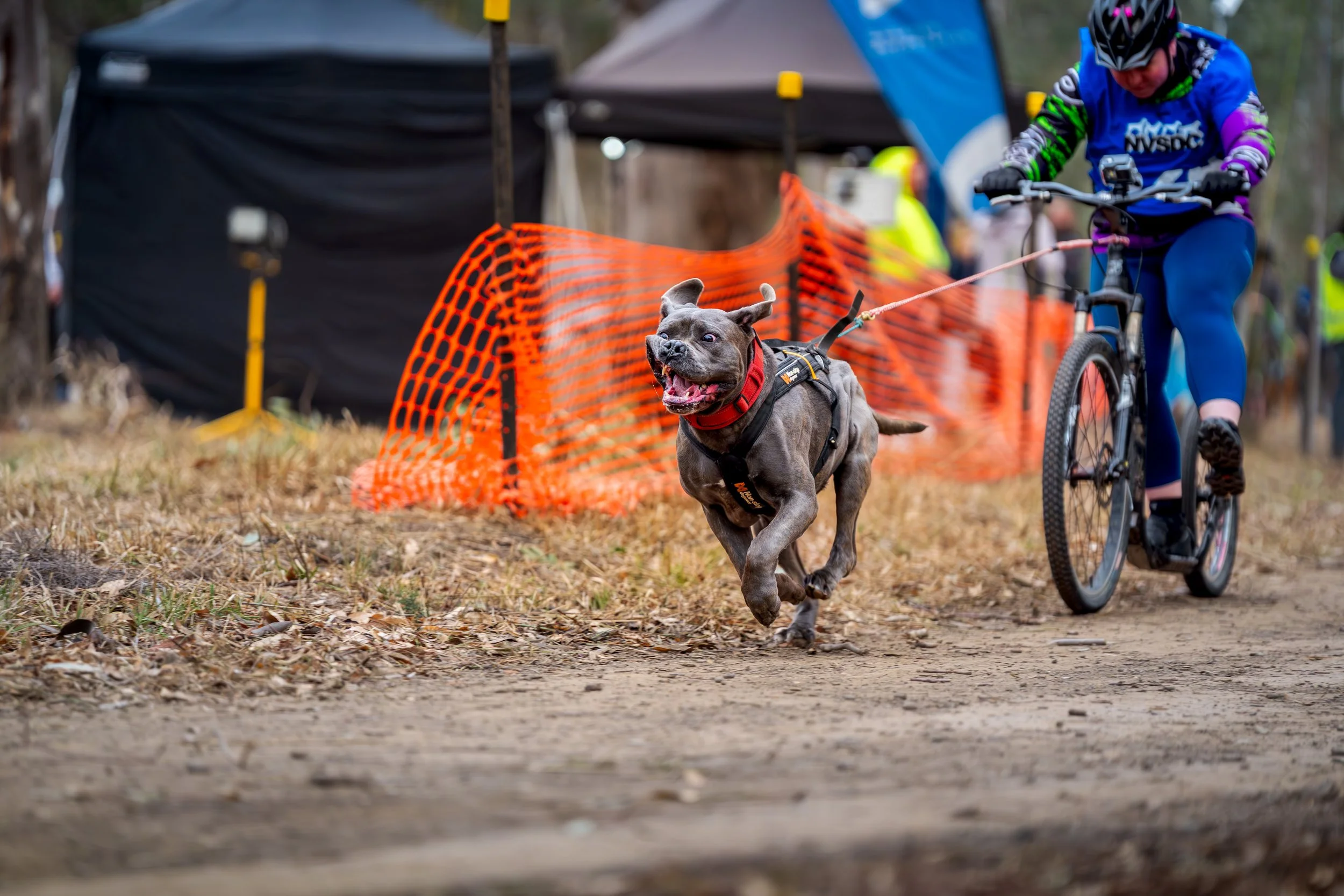 A dog running happily on a dirt trail during a race or event, tethered to a person riding a bicycle, with orange safety fencing and tents in the background.