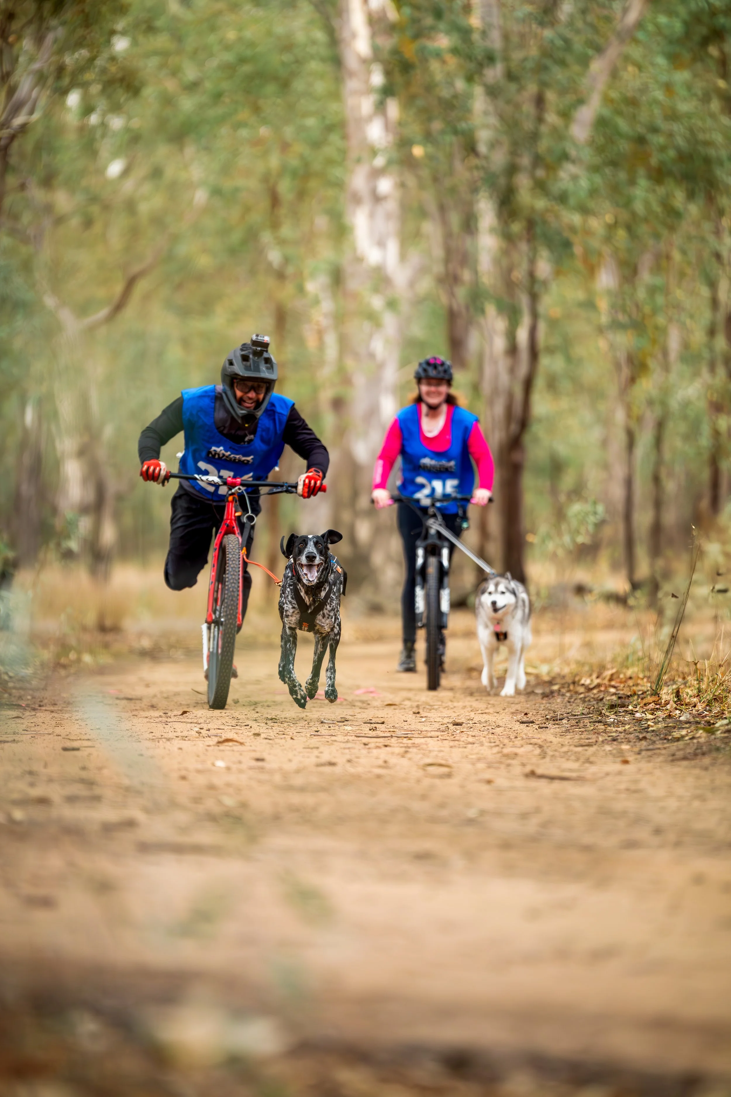 Two women riding bikes with dogs in a forest trail