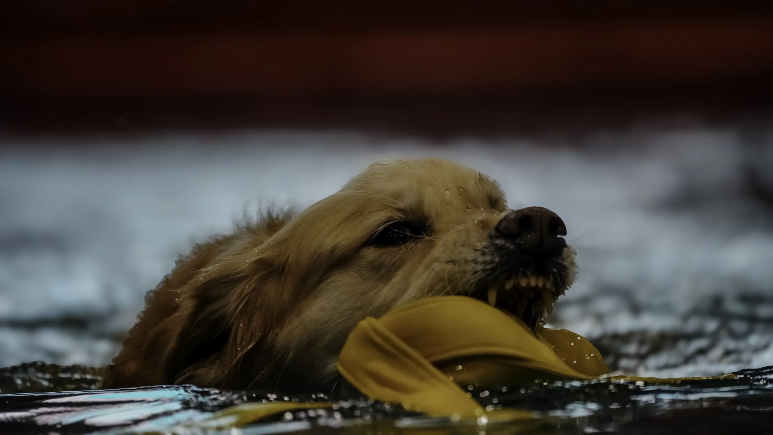 Golden retriever puppy in water biting a yellow floating object