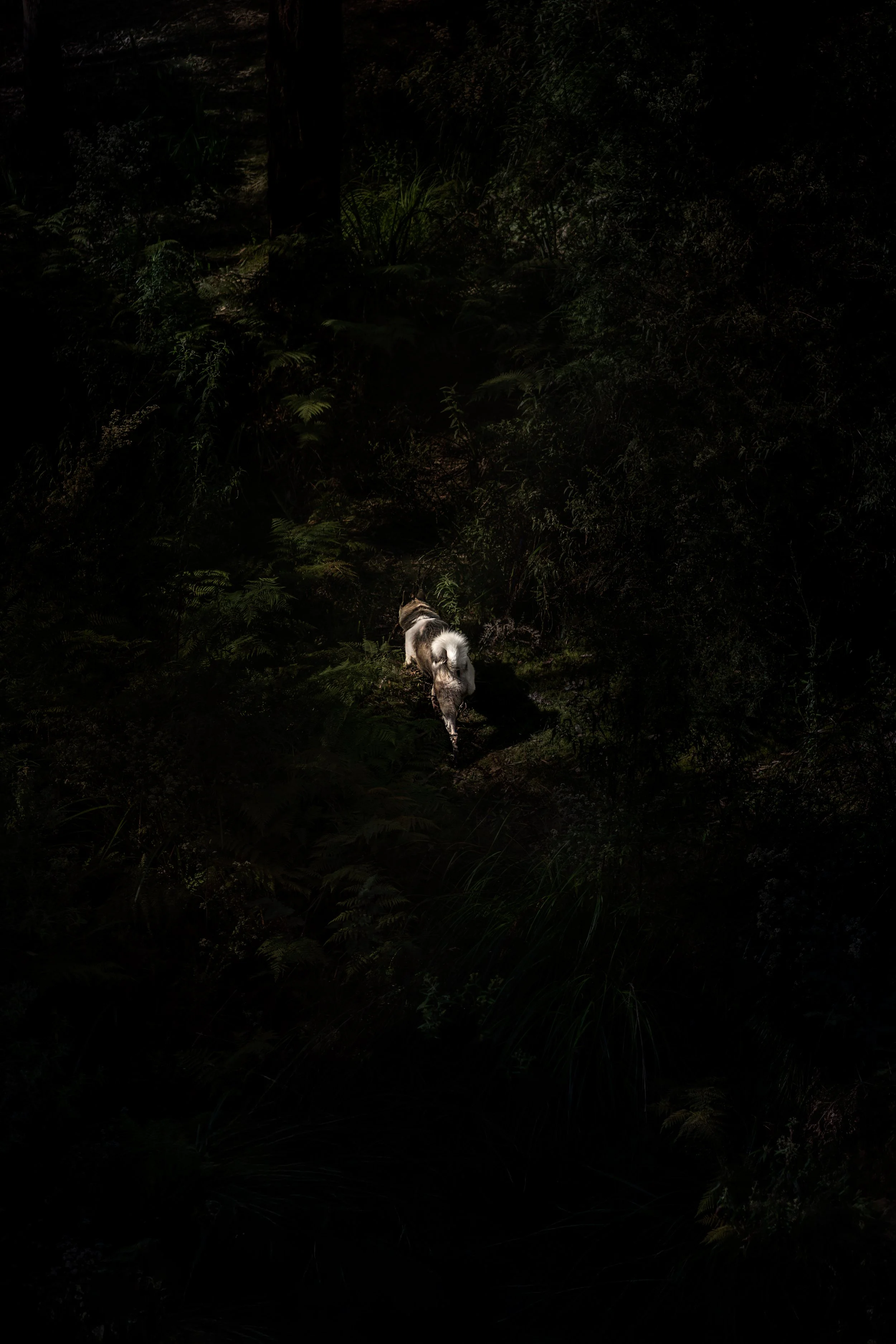 A dog walking along a narrow trail in a dark, dense forest, with sunlight illuminating the trail and parts of the dog.
