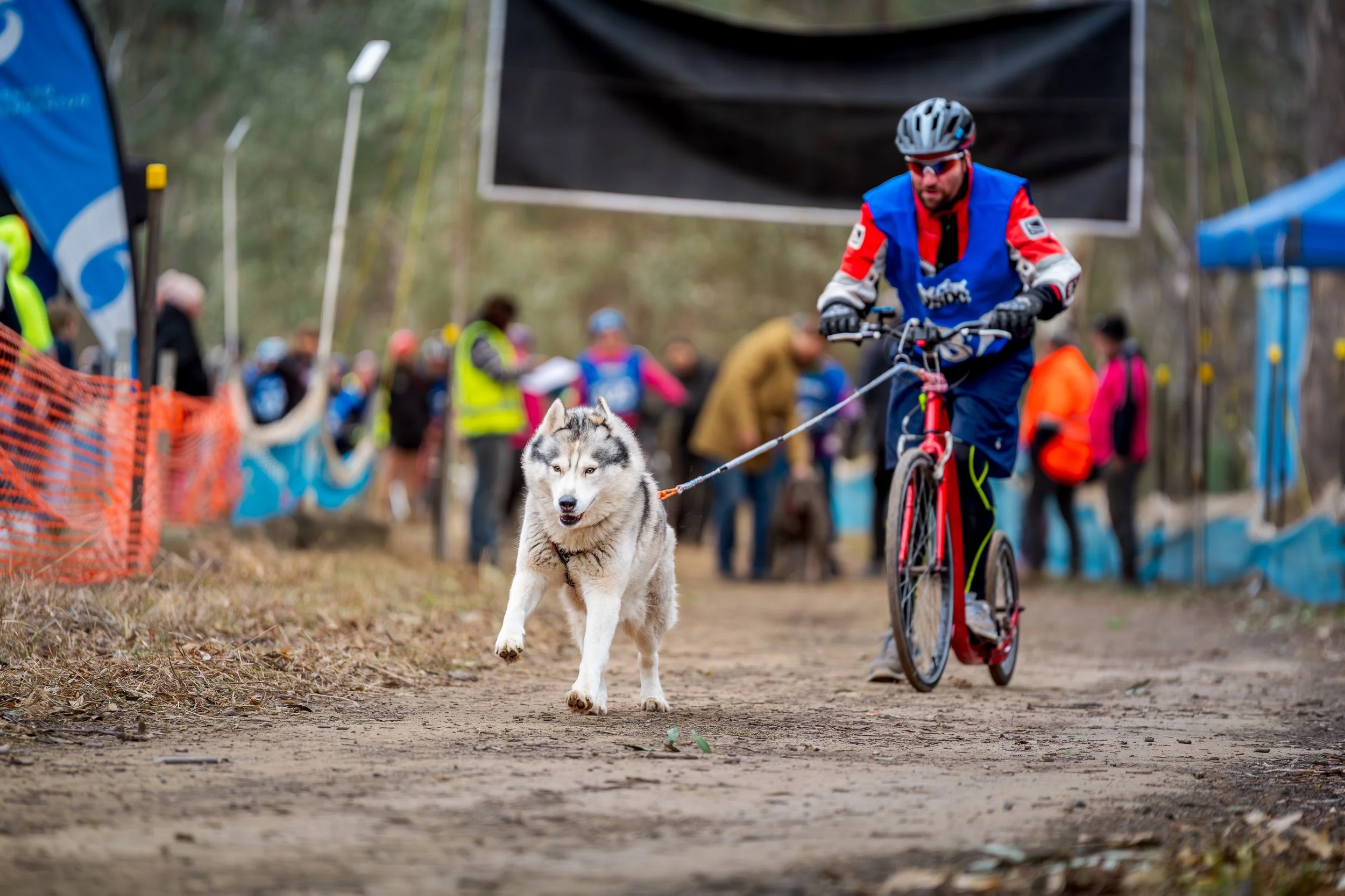 A man riding a bicycle while controlling a Siberian Husky dog during a dog sled race in a wooded outdoor setting. Spectators are seen in the background.