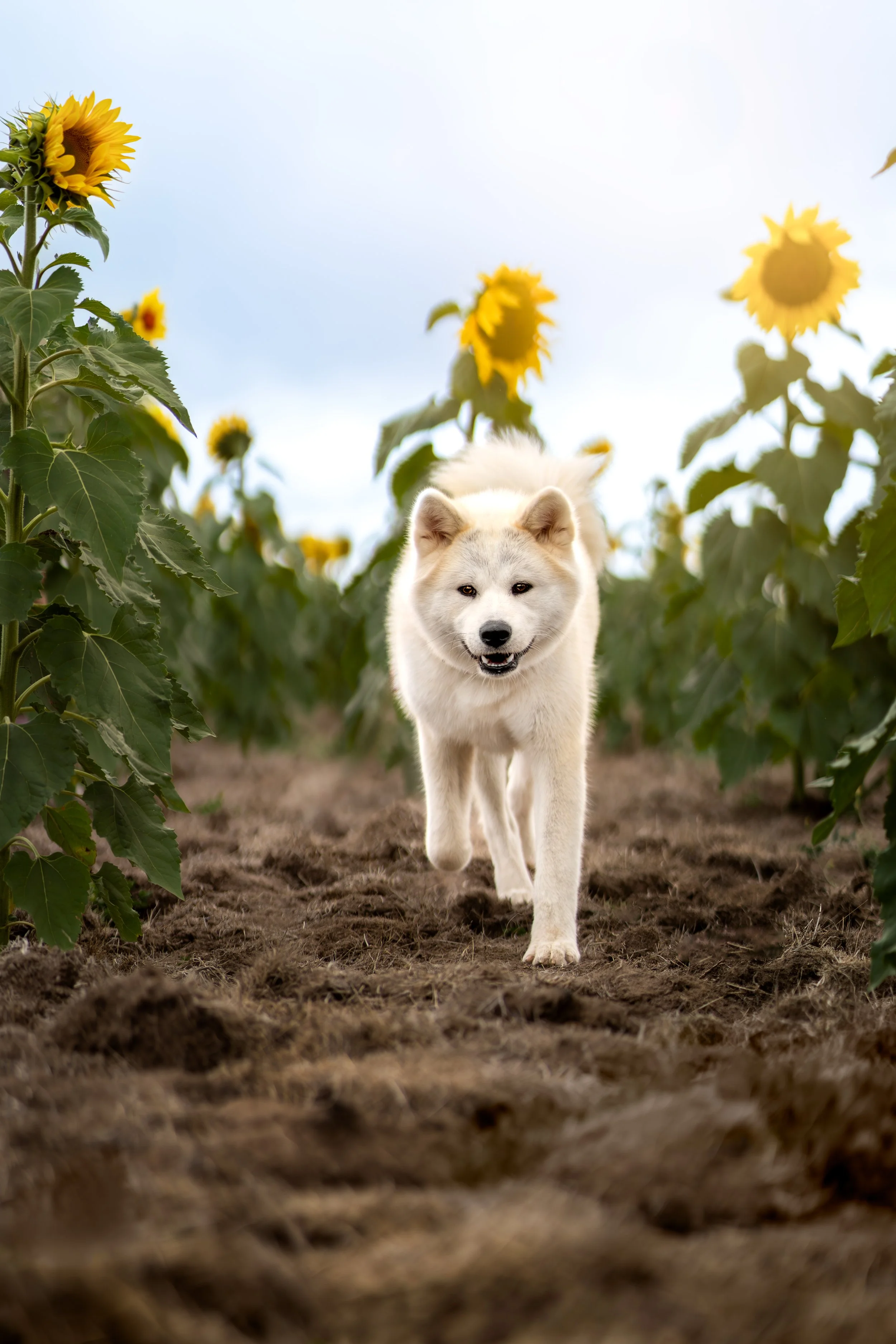 A white dog running through a sunflower field on a dirt path, with tall sunflowers on both sides and a cloudy sky above.