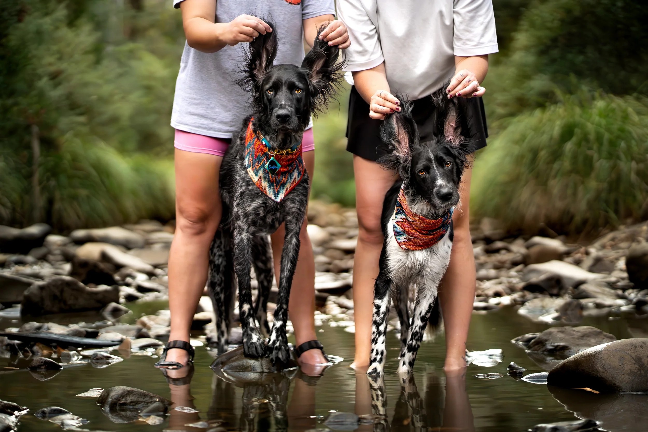 Two people standing in a shallow creek with two dogs, each holding a dog's ear, both dogs wearing colorful bandanas and standing on rocks in the water.