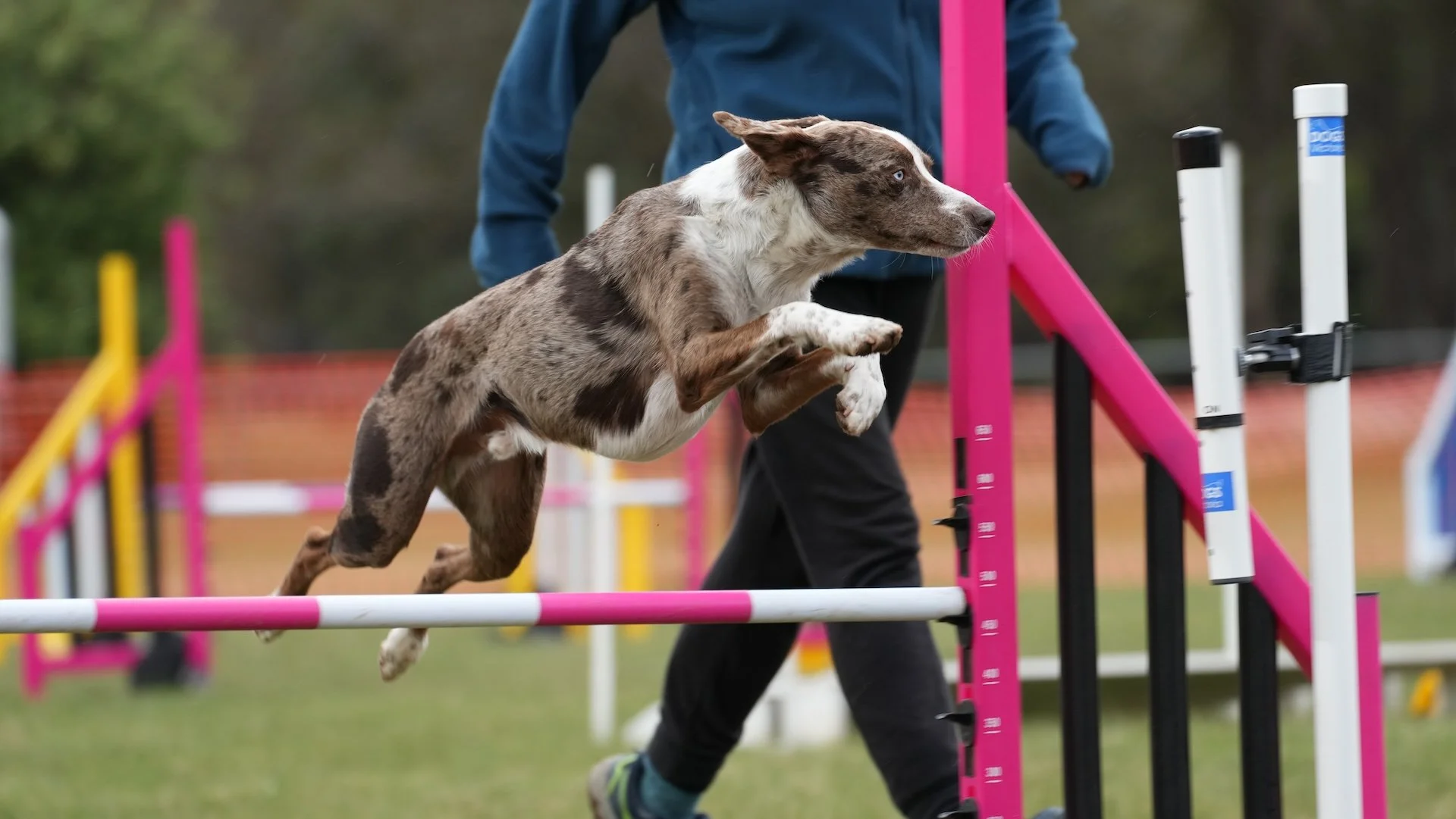 Dog participating in an agility competition, jumping over a pink and white hurdle with a handler nearby.