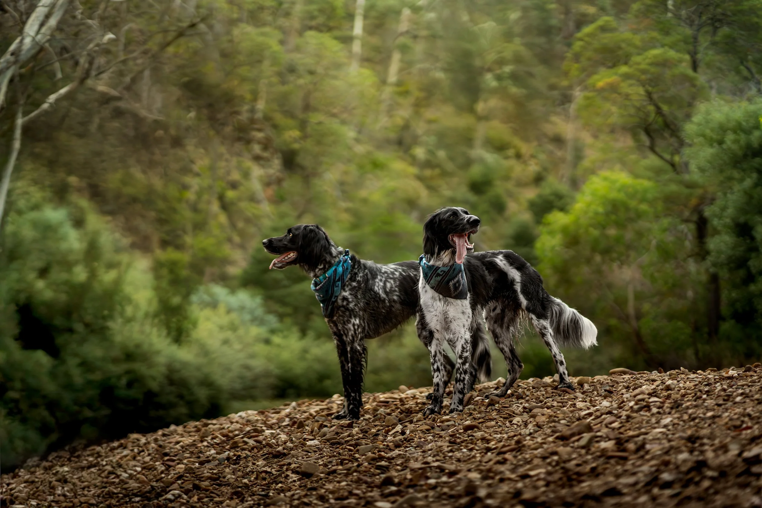 Two black and white spotted dogs standing on a rocky trail in a green forest with trees and foliage in the background.