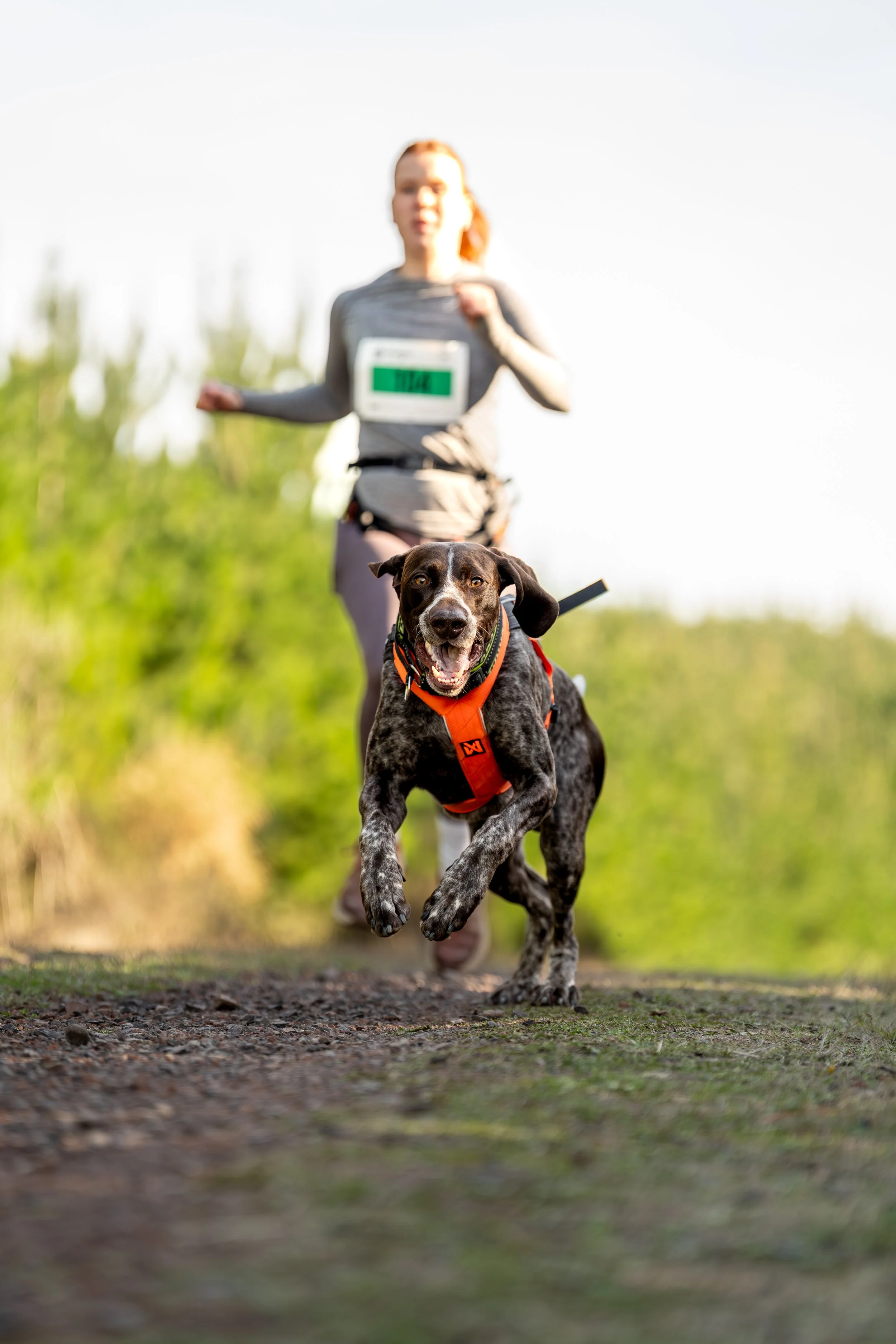 A dog running on a trail with a woman in the background, participating in a race or marathon, wearing a race bib.