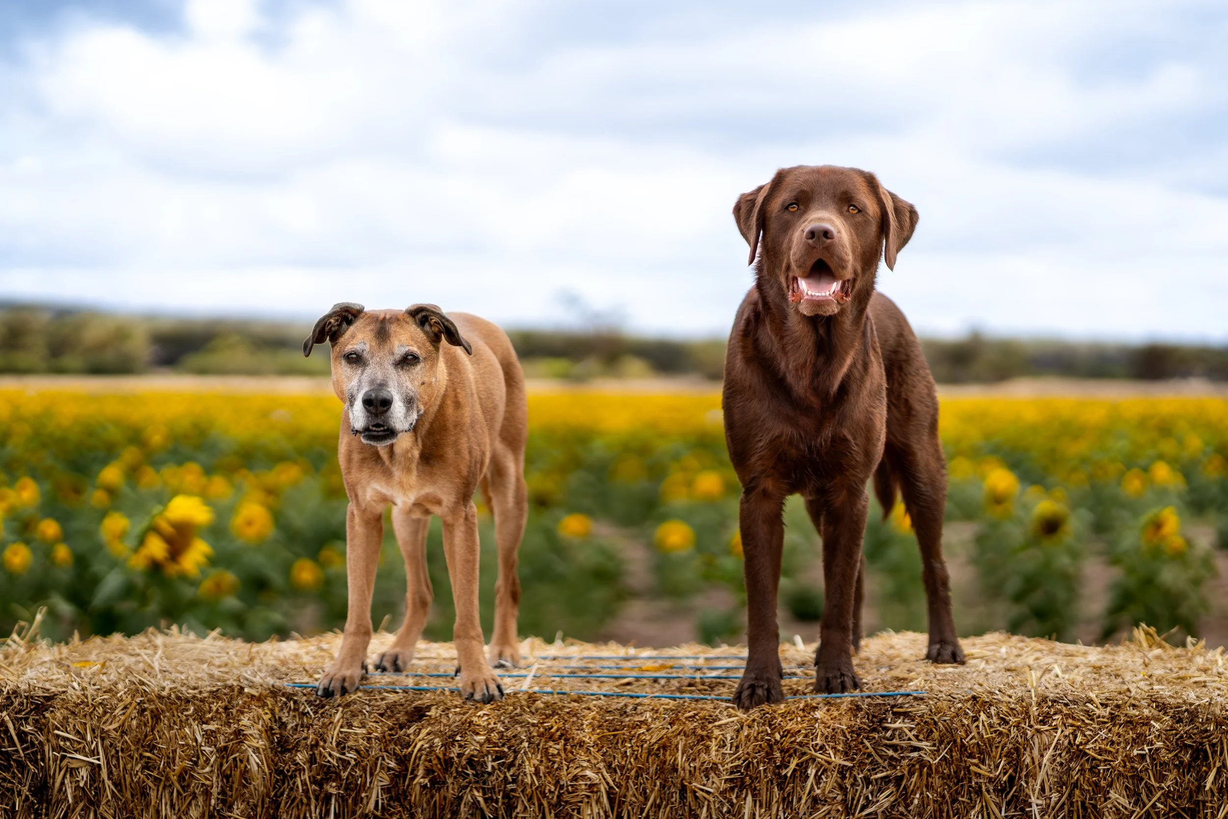 Two dogs standing on a hay bale in a field of yellow flowers under a cloudy sky.