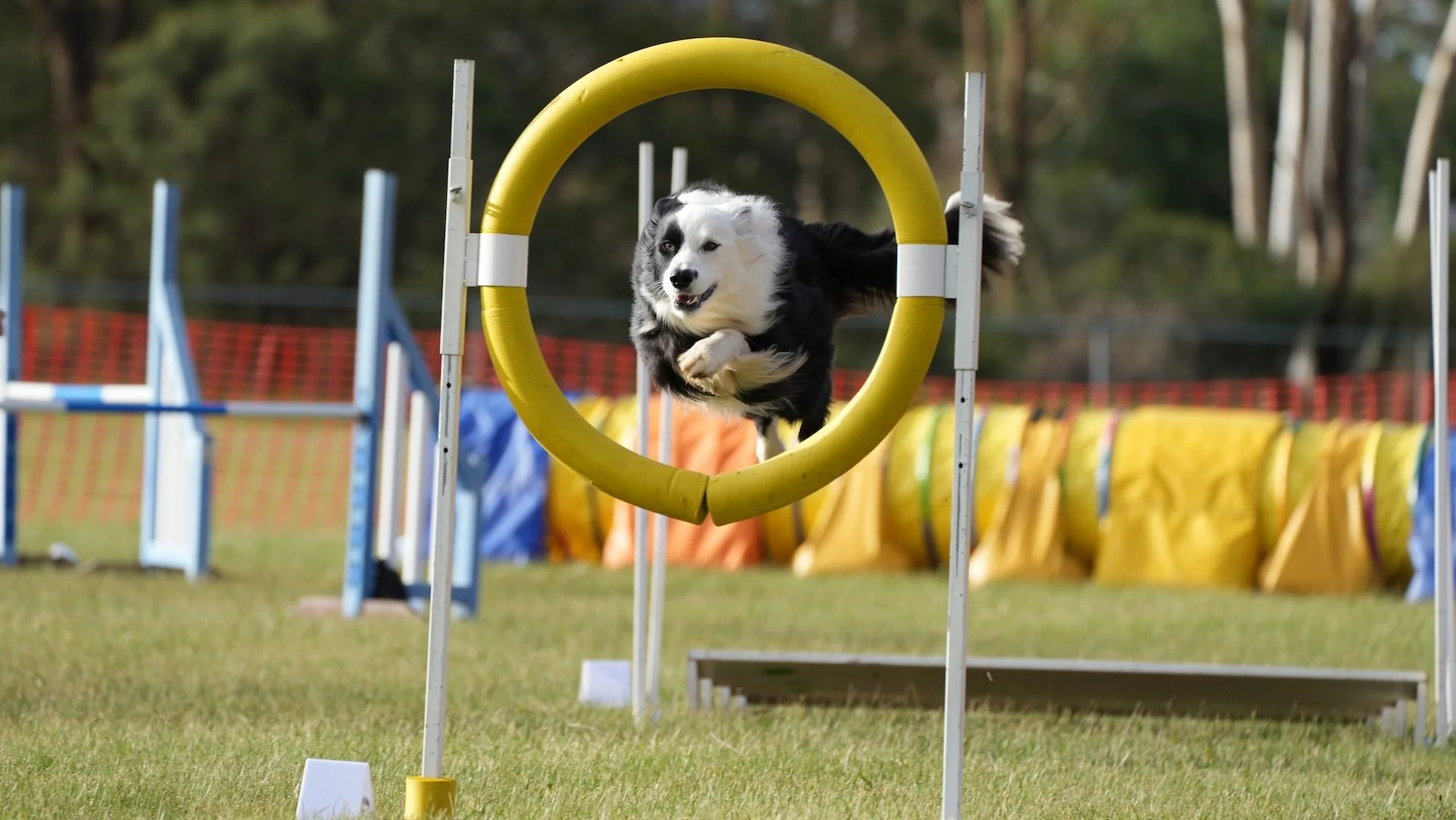 Dog participating in an agility competition jumping through a yellow circular hoop.