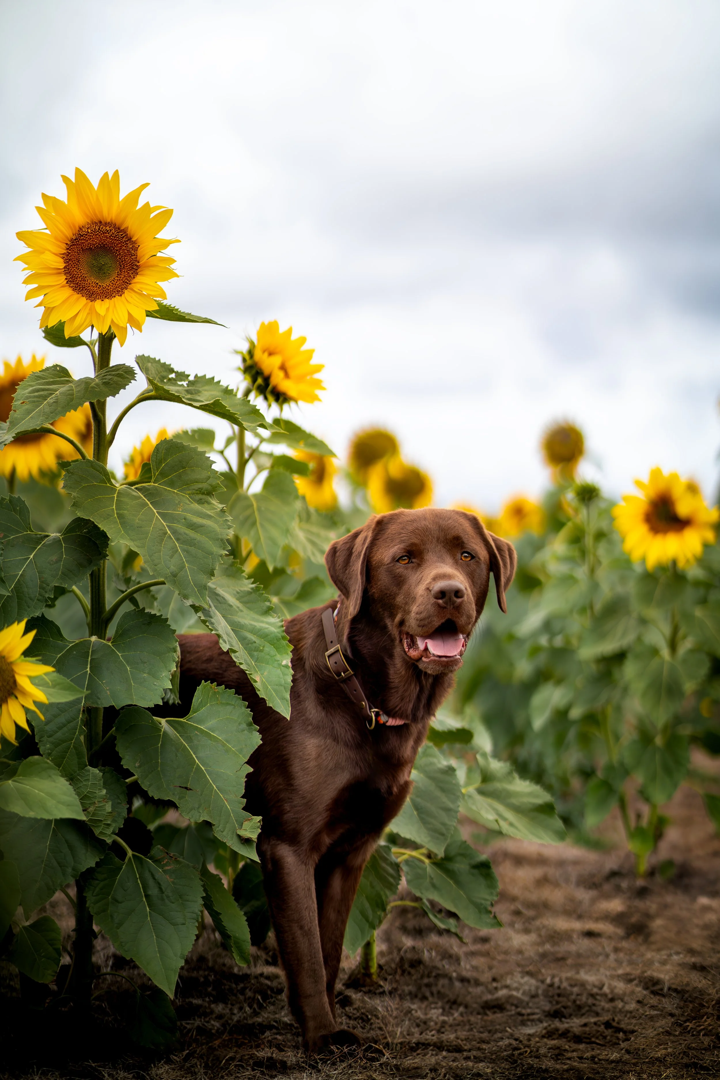 A brown dog standing among tall sunflowers in a field under a cloudy sky.