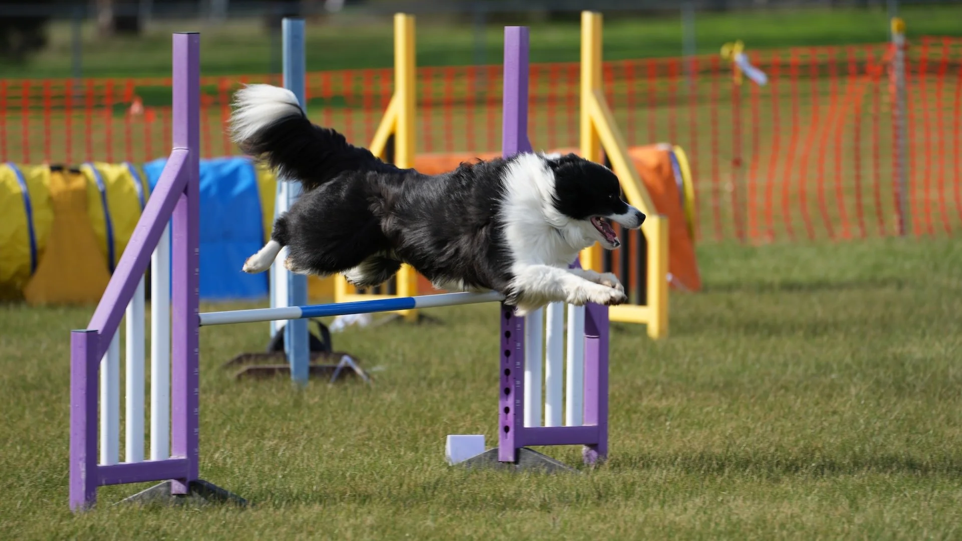 A dog participating in an agility course jumps over a purple and white hurdle on a grassy field.