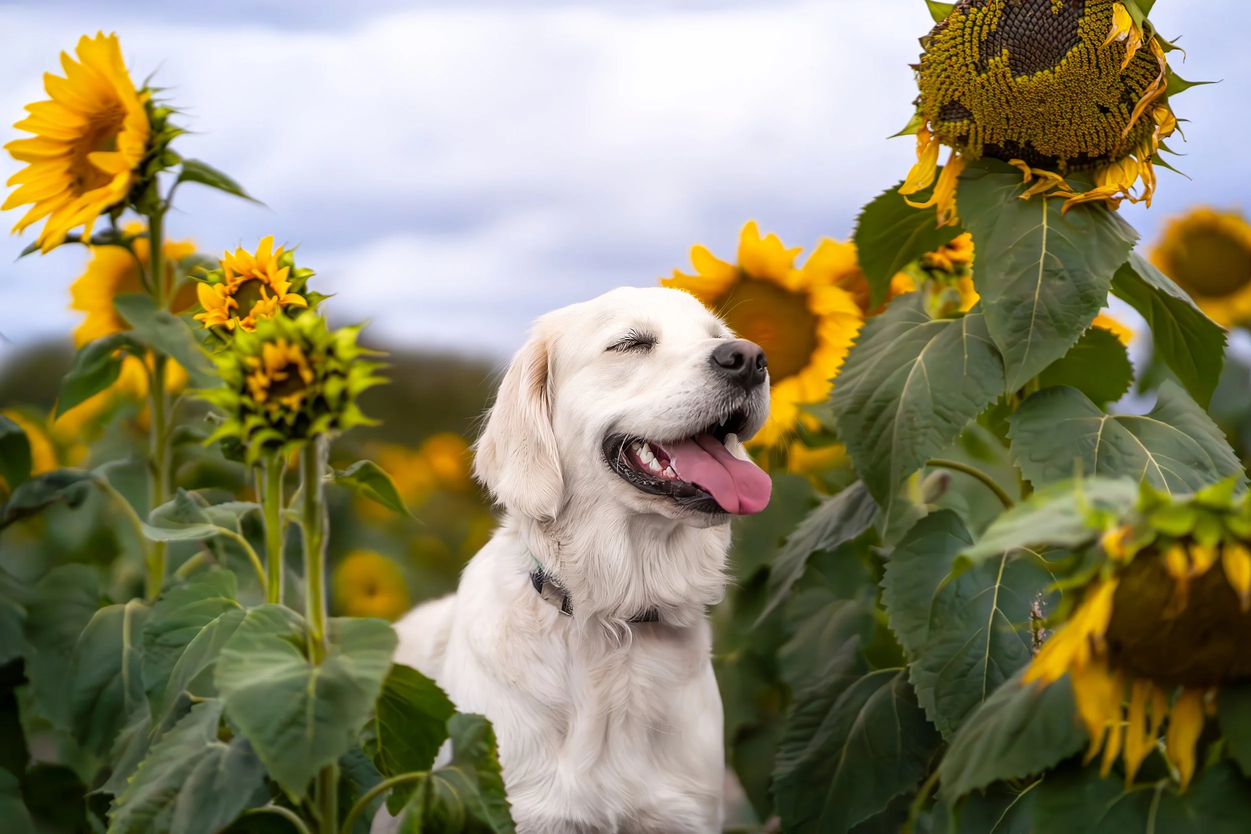 A happy white dog with its tongue out standing among tall sunflowers during daytime.