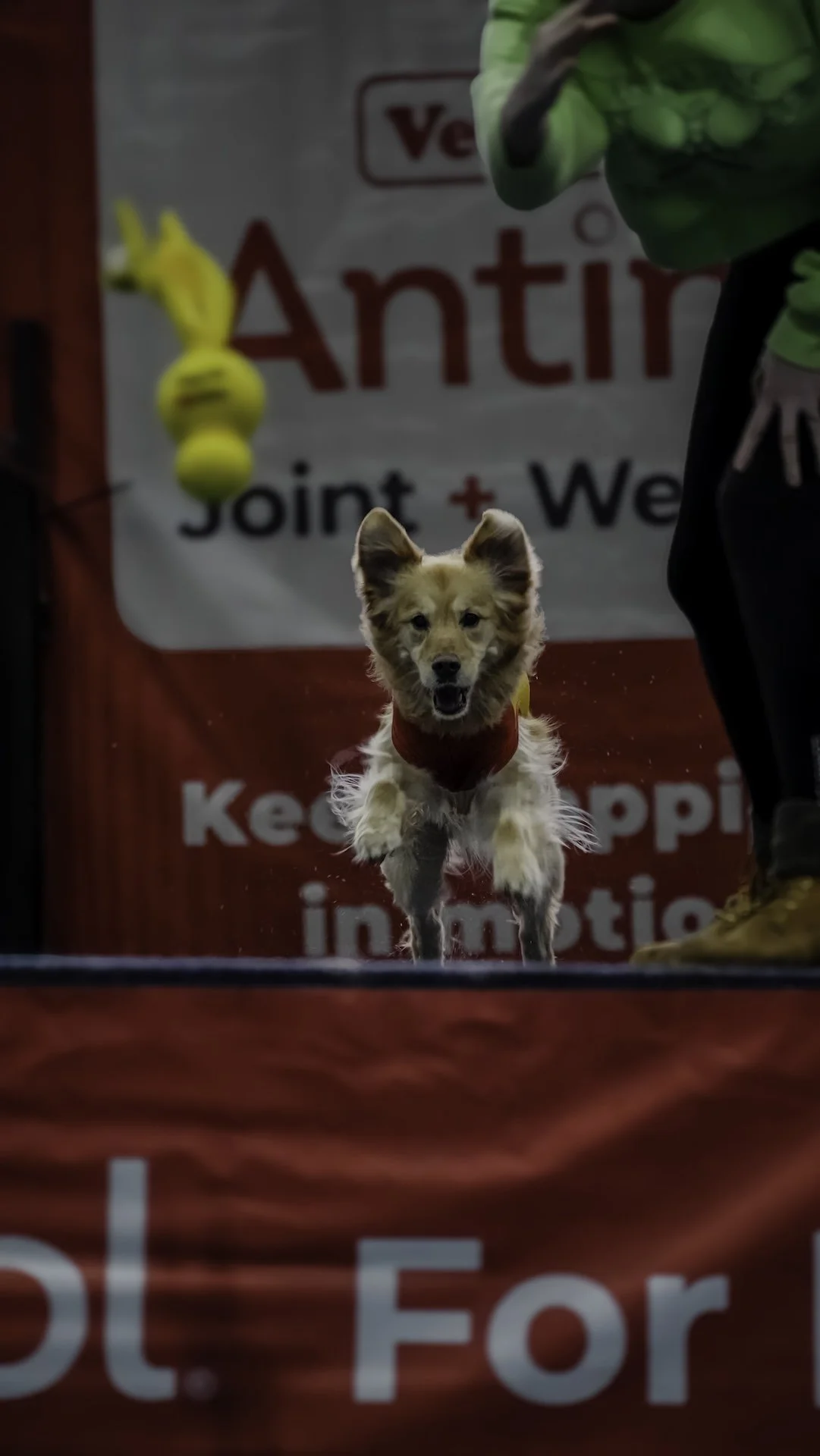 A small dog running towards the camera, wearing a red vest, with a person partially visible on the right and a yellow toy hanging from a barrier in the background. The background features a banner with red and black text.