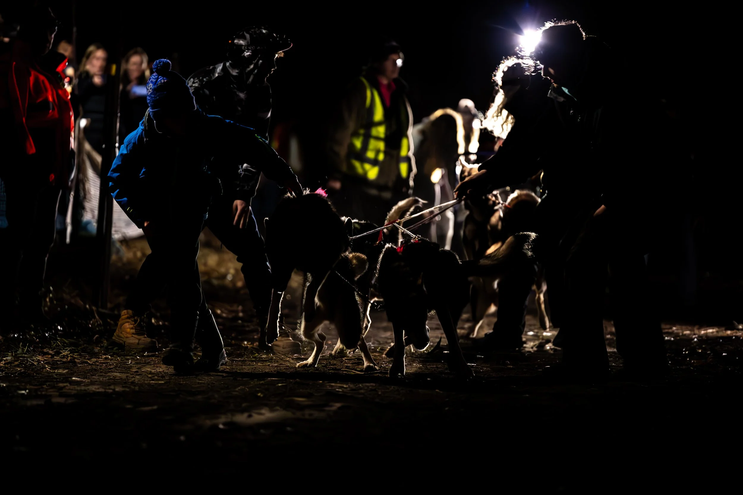 People and dogs gathered outside at night, with some people wearing reflective vests, silhouetted against a bright light, with the group interacting and preparing the dogs.