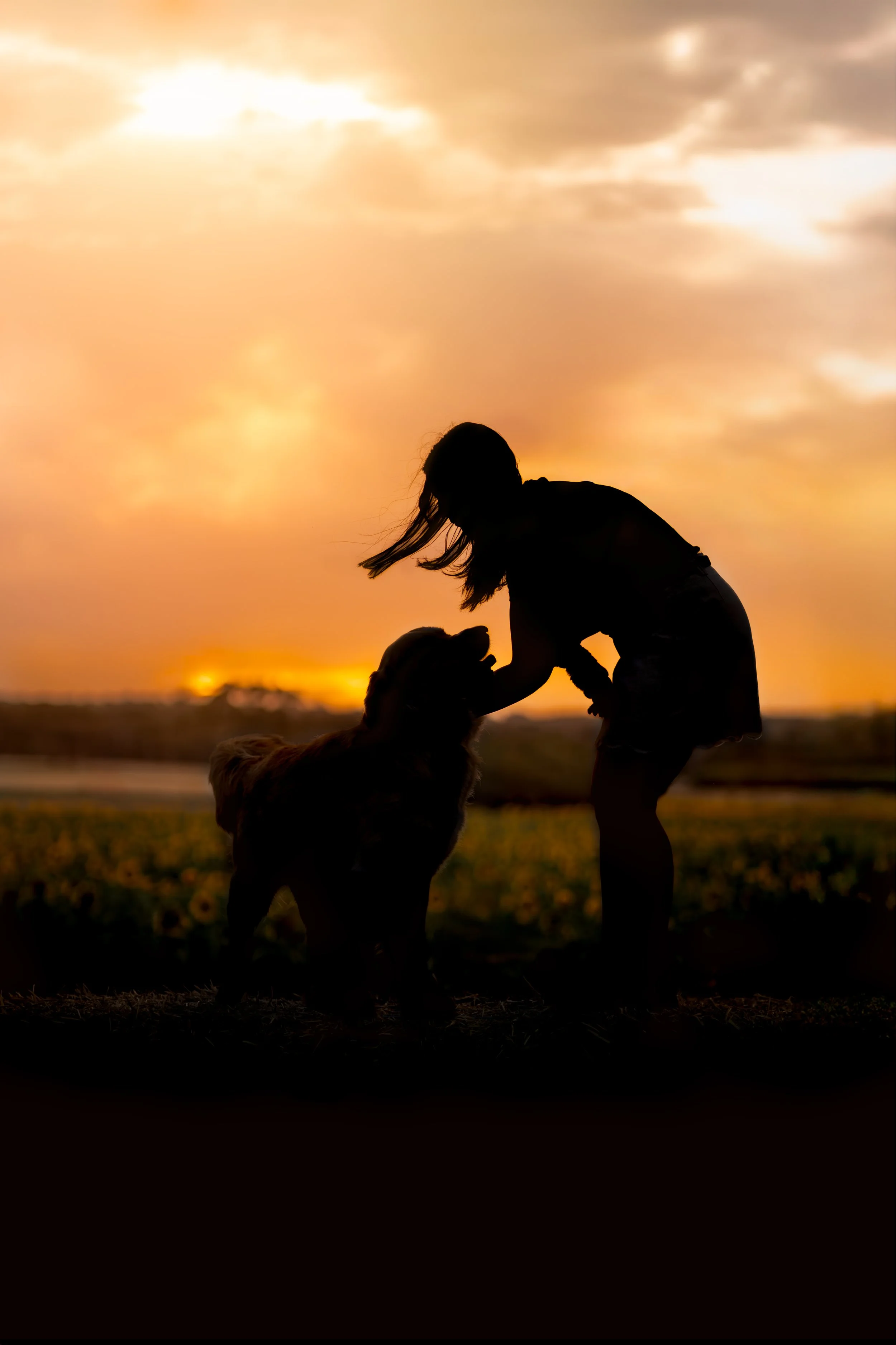 Silhouette of a girl playing with a dog during sunset, with a vibrant sky and a field in the background.