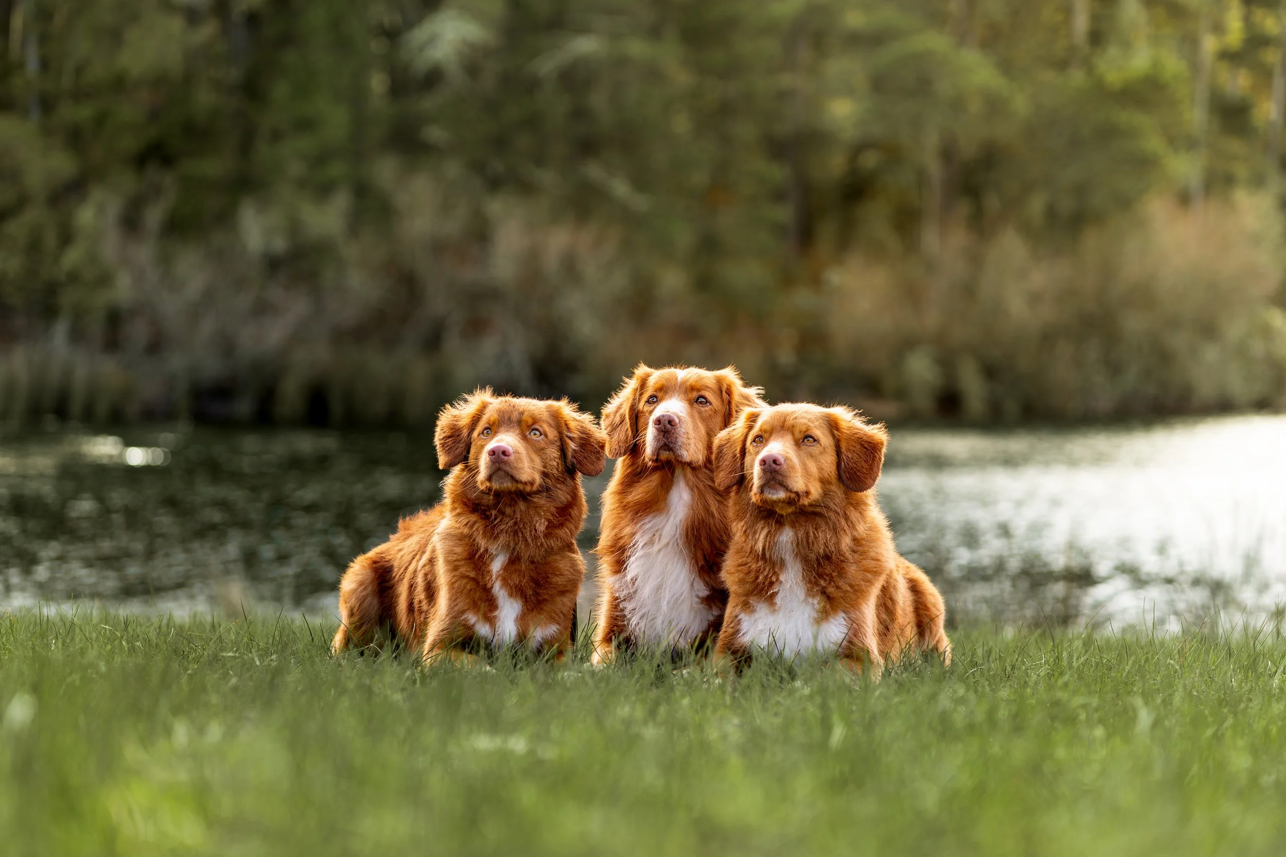 The Tollers 5.jpg