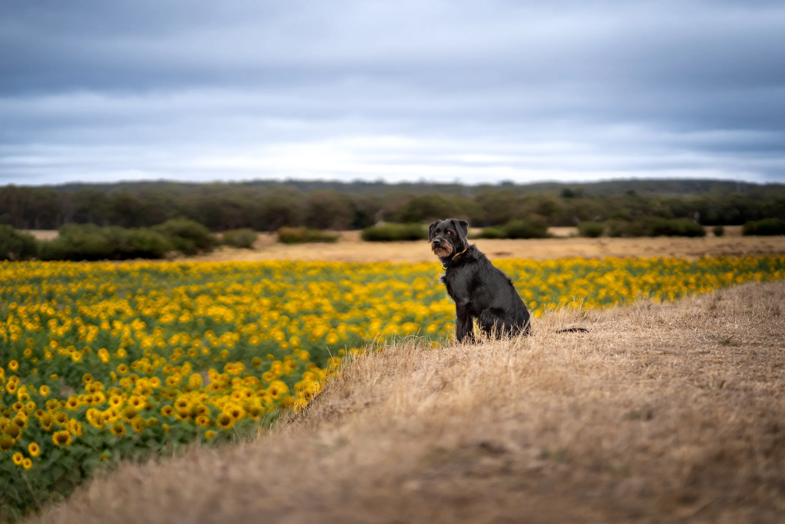 A black dog sitting on a dirt path next to a field of yellow flowers under a cloudy sky.