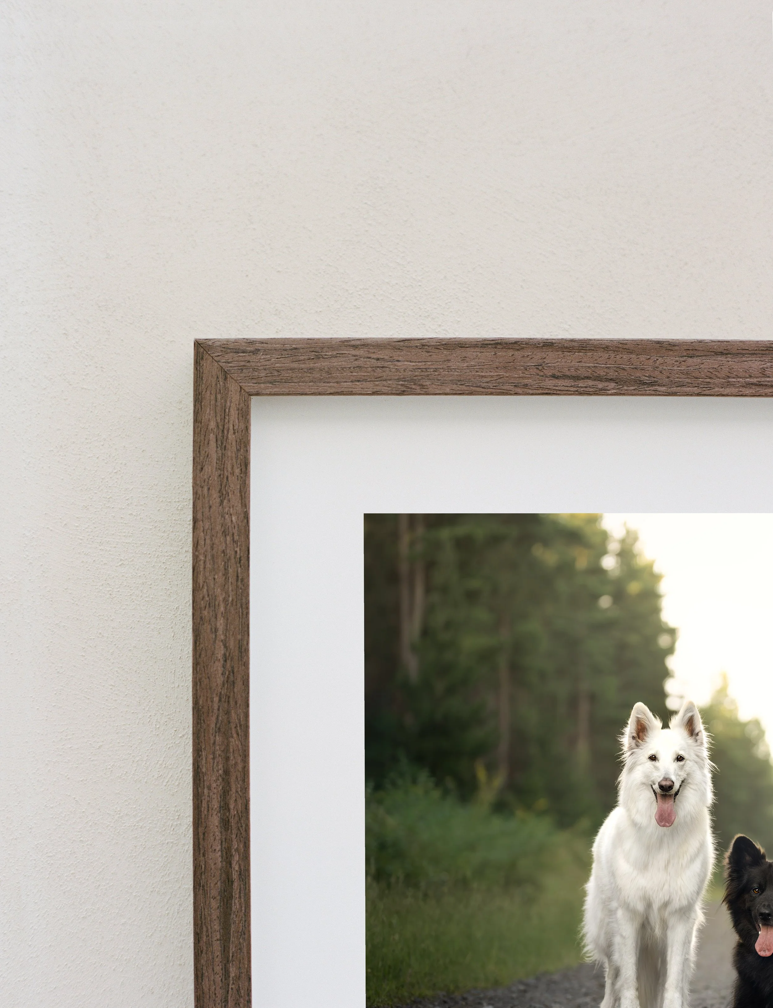 Close-up of a wooden picture frame on a beige wall, partially revealing a photograph of two dogs in a forest setting.