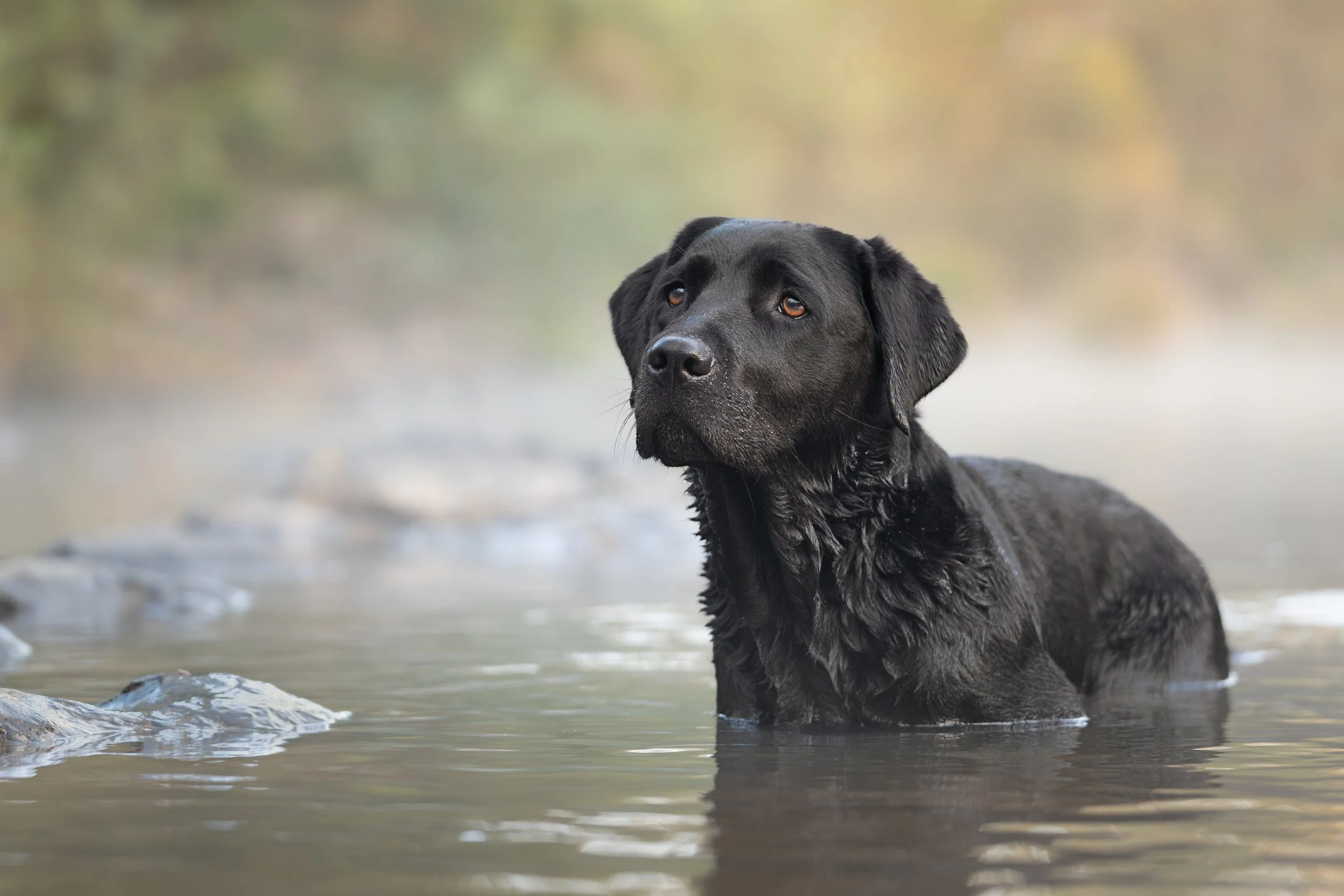 A black Labrador retriever standing in a shallow river with trees and autumn foliage in the background.