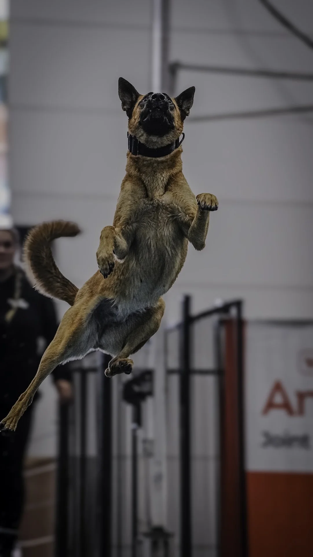 Dog mid-air during an agility jump training with a blurry background of an indoor sports facility.