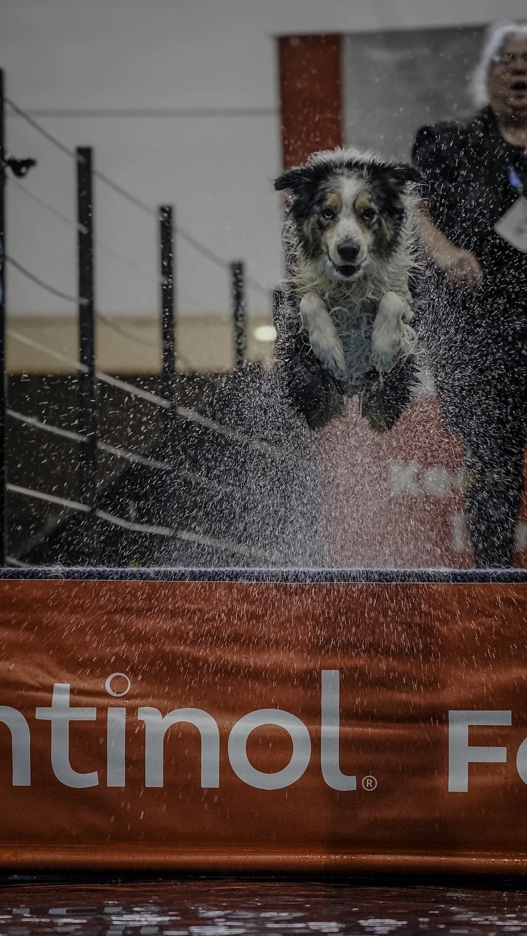 Dog jumping into water during a rescue drill with a person in the background.