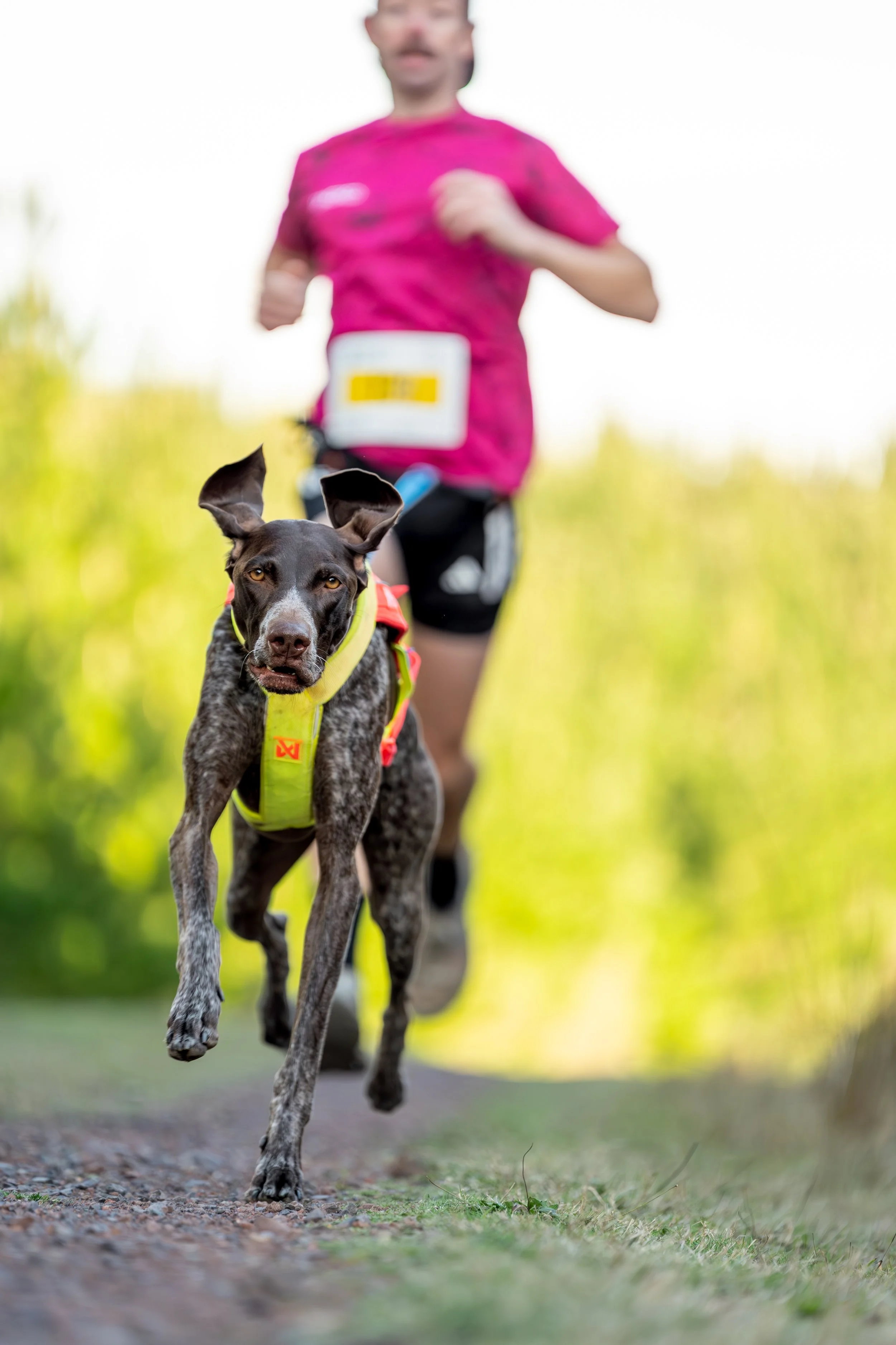 A person running outdoors with a gray and white dog in a yellow harness leading the run. The background shows trees and a bright sky.