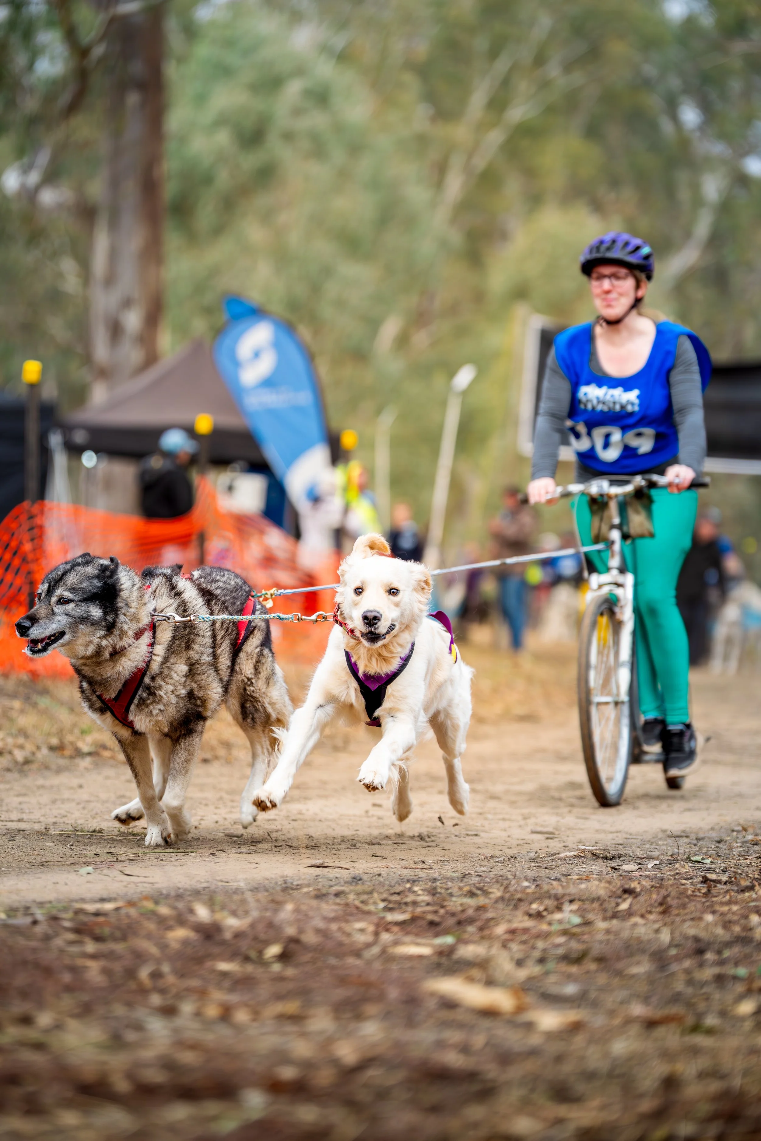 A woman riding a bicycle while holding leashes of two running dogs on a trail in a park. The woman is wearing a helmet, glasses, and a blue vest with the number 509. One dog is black and gray, and the other is white with light brown markings. They ar