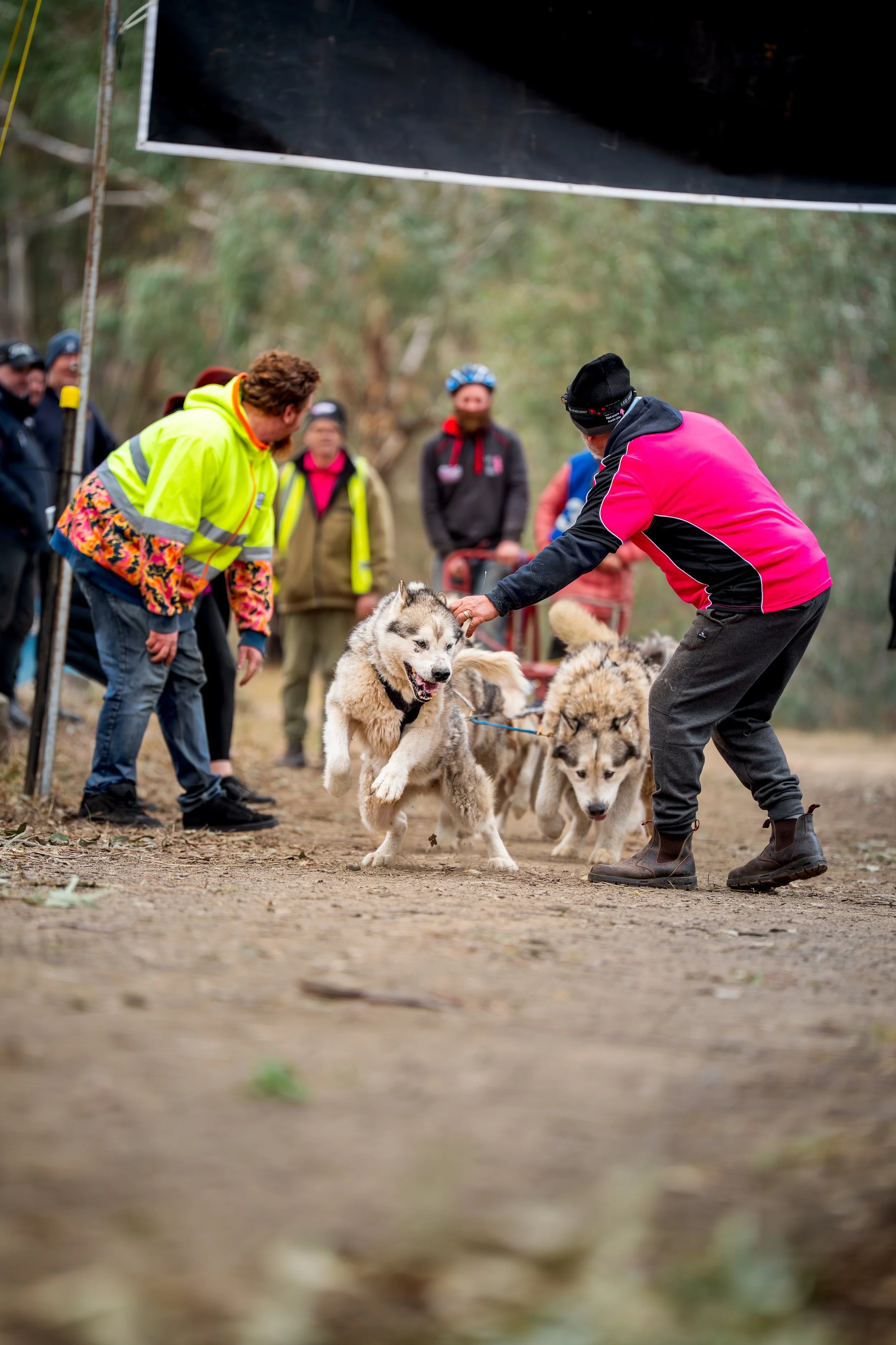 Person in pink jacket with black hat and glasses handles husky dog at a dog sled race, with spectators and other sled dogs in the background.