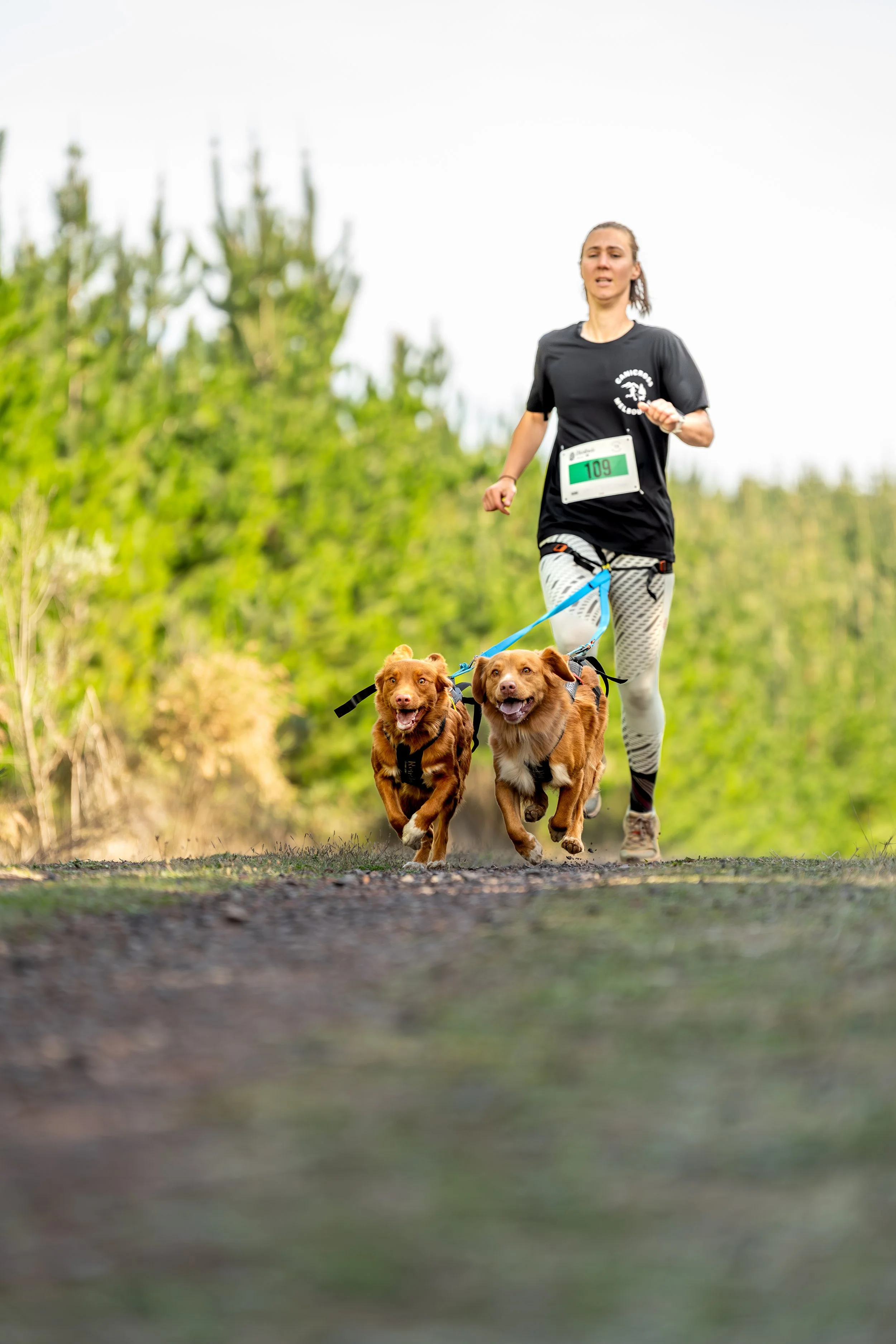 A woman running on a trail with two dogs, both on harnesses, in a scenic outdoor setting with trees and a cloudy sky.