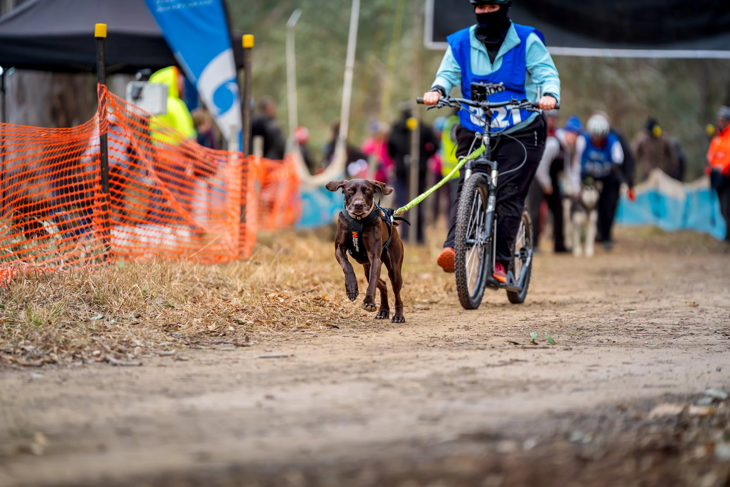 A person riding a bicycle and holding a leash attached to a dog running ahead on a dirt trail at an outdoor event with orange safety fencing and multiple spectators in the background.