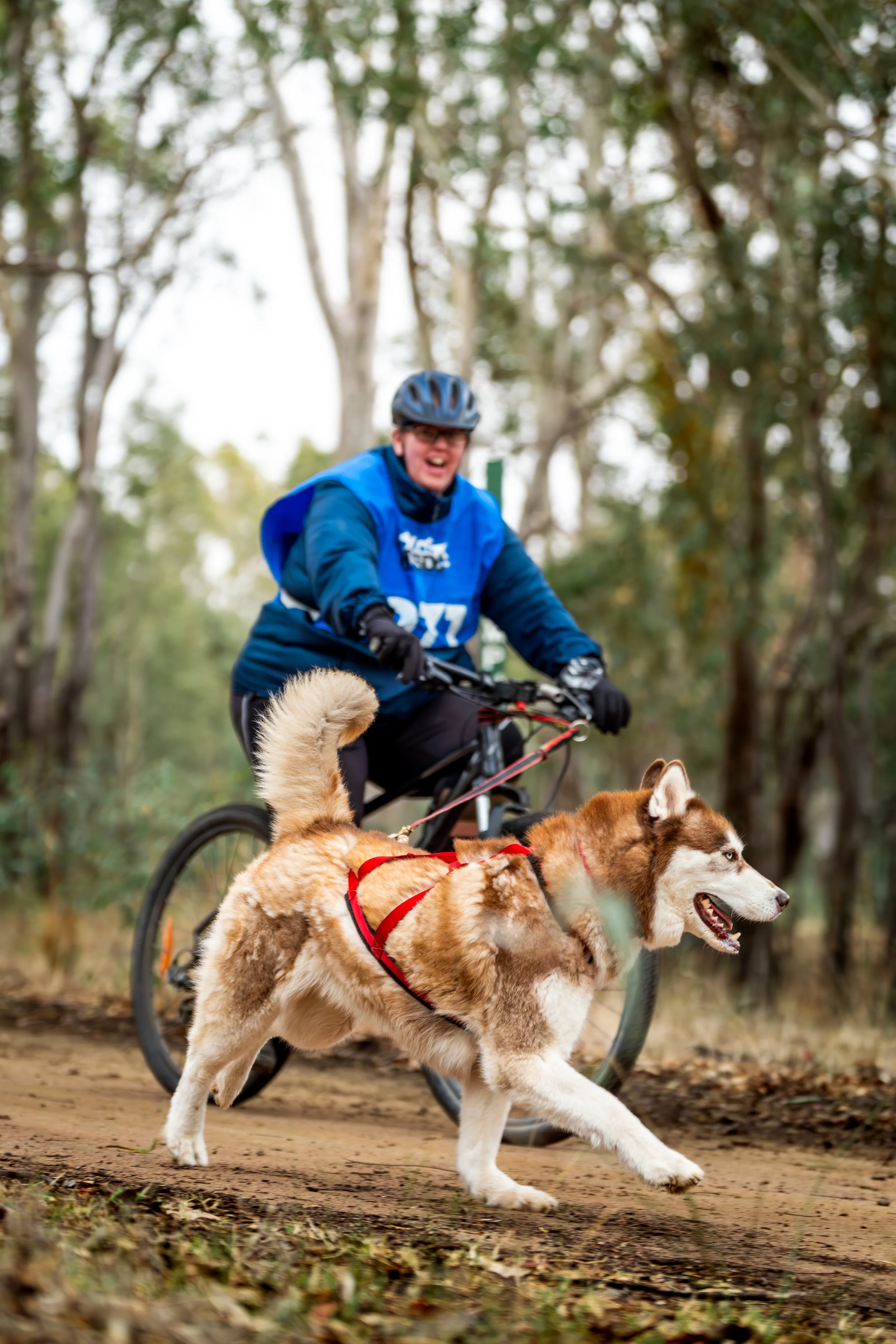 A person riding a bicycle with a Siberian Husky dog running beside them in a wooded area.