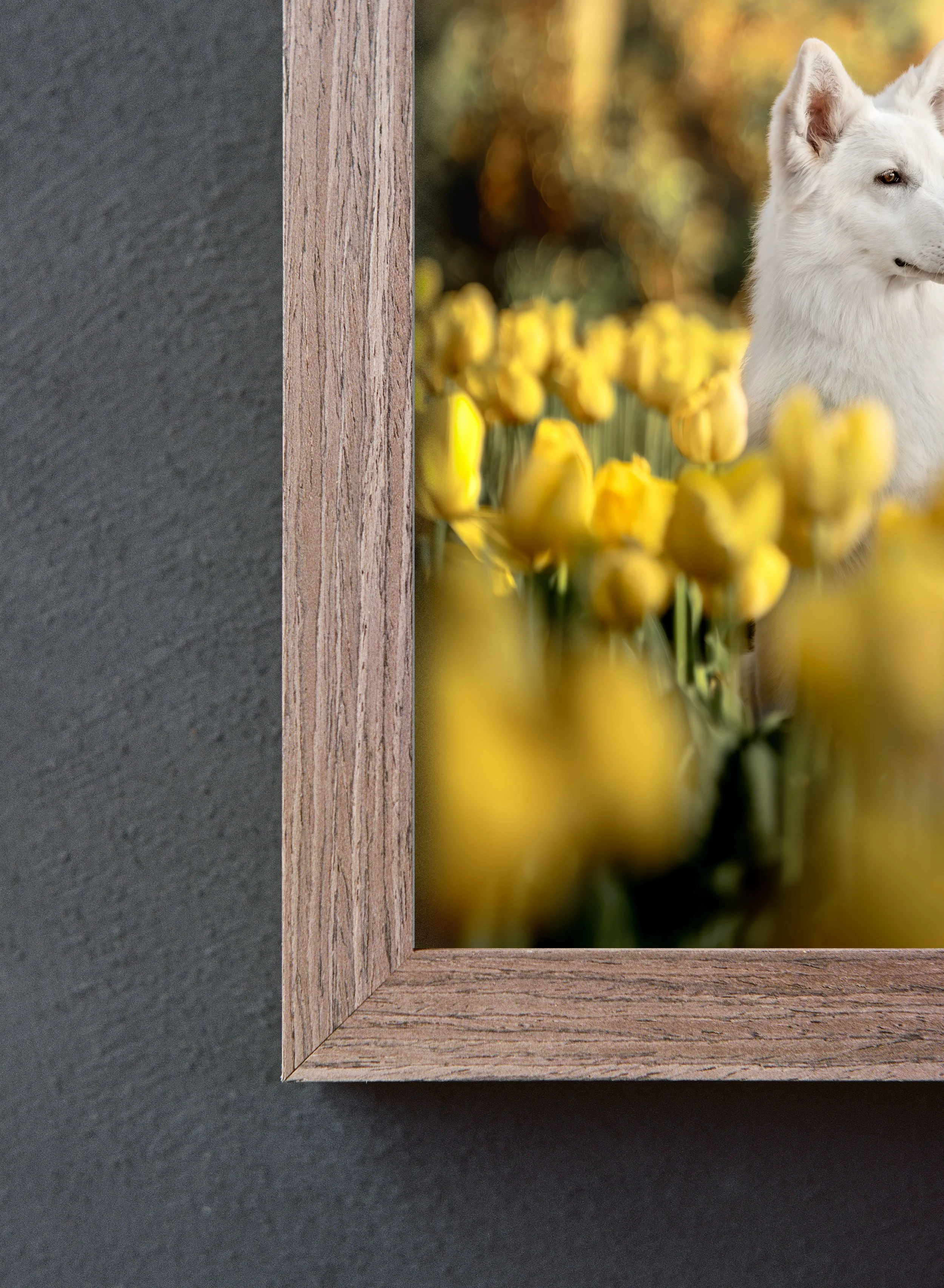 Photograph of a framed picture showing a white dog in a field of yellow tulips, with a blurred background of autumn-colored trees.